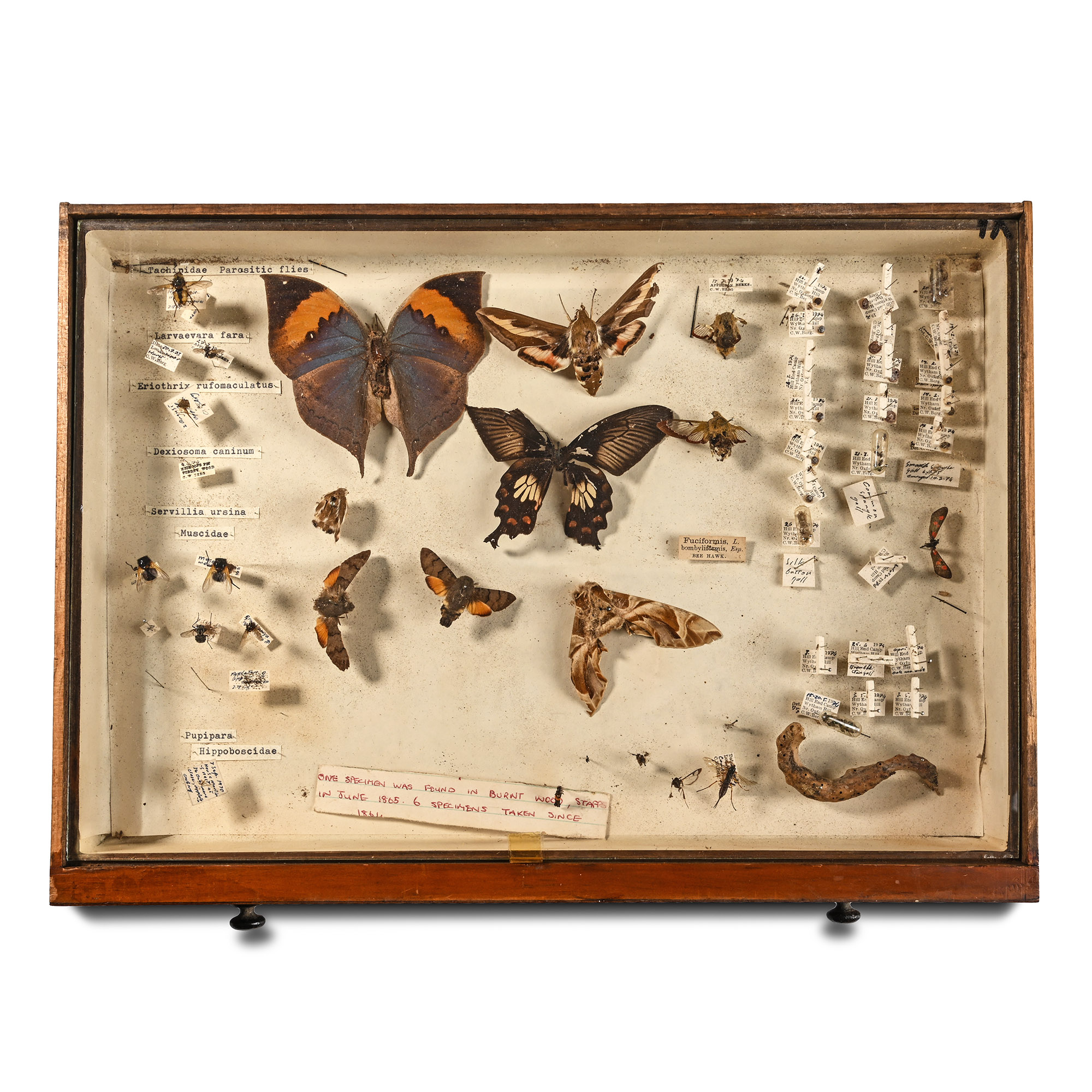 Victorian Collector's Cabinet of Drawers with Entomological Collection