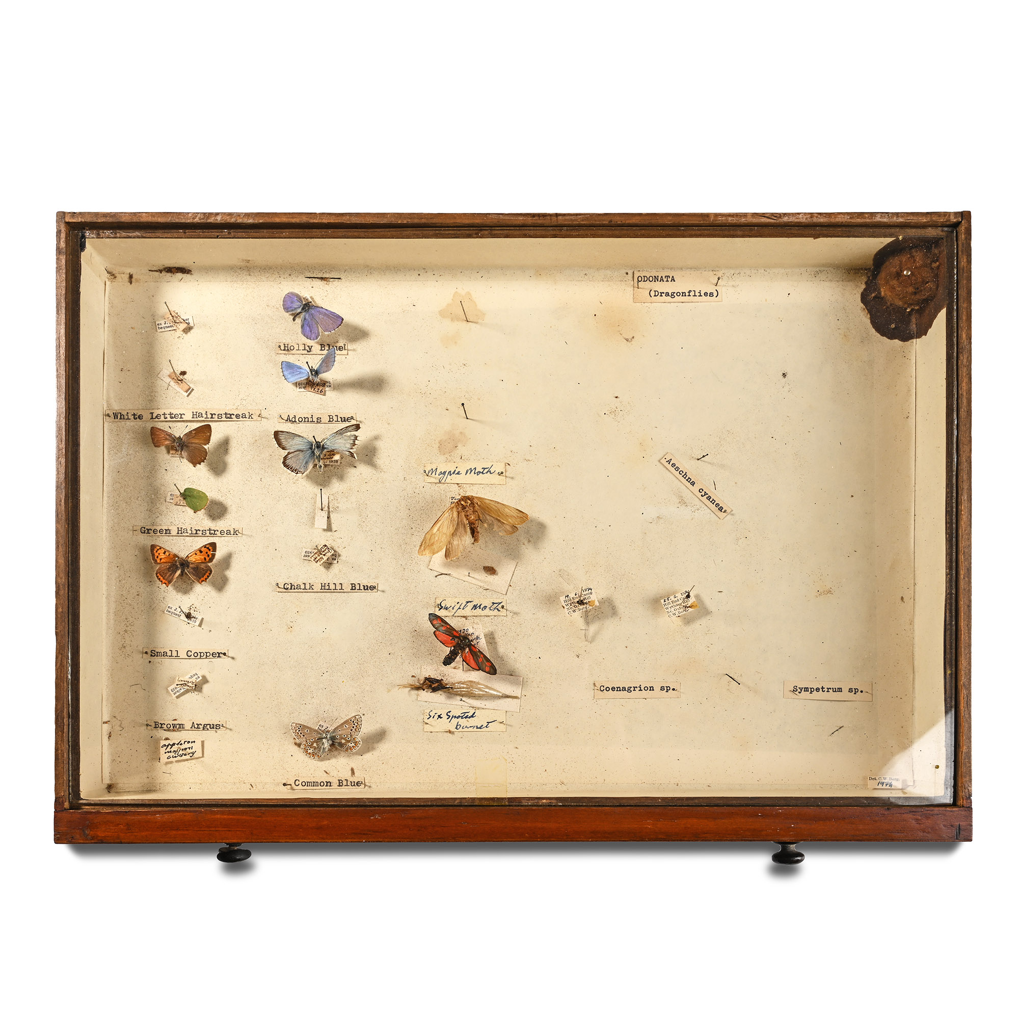 Victorian Collector's Cabinet of Drawers with Entomological Collection