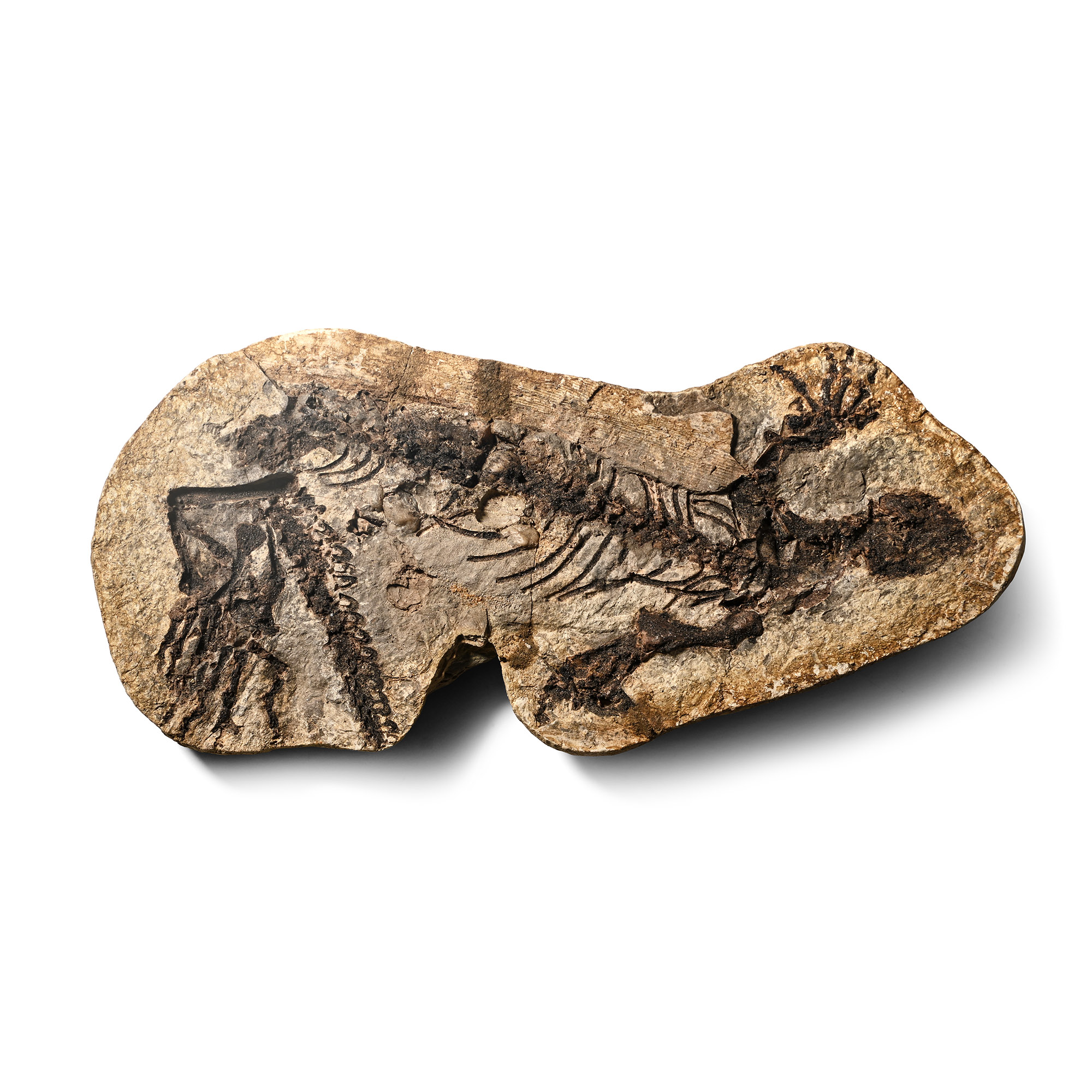 Fossil Barasaurus Skeleton in Matrix