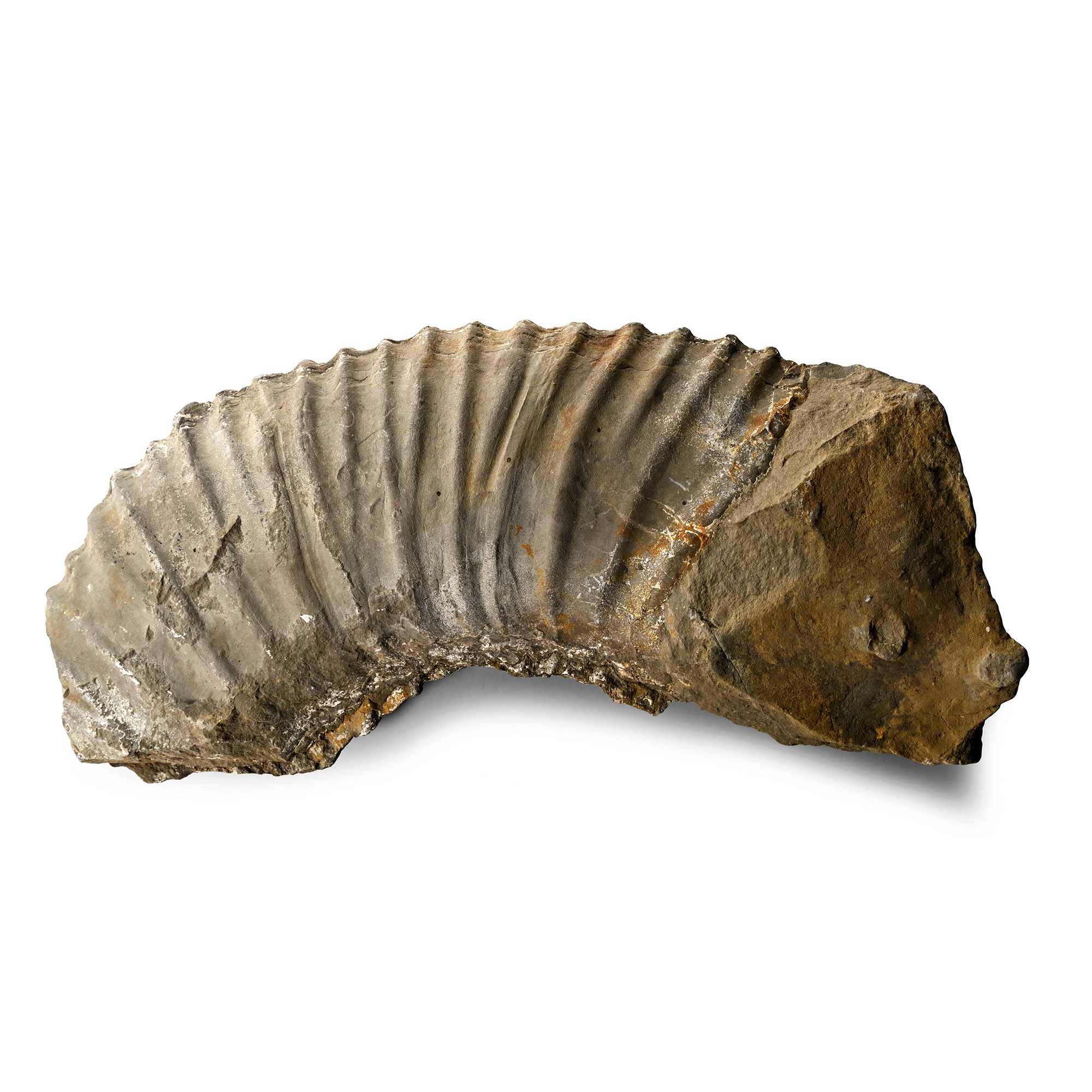 Large British Fossil Ammonite Section