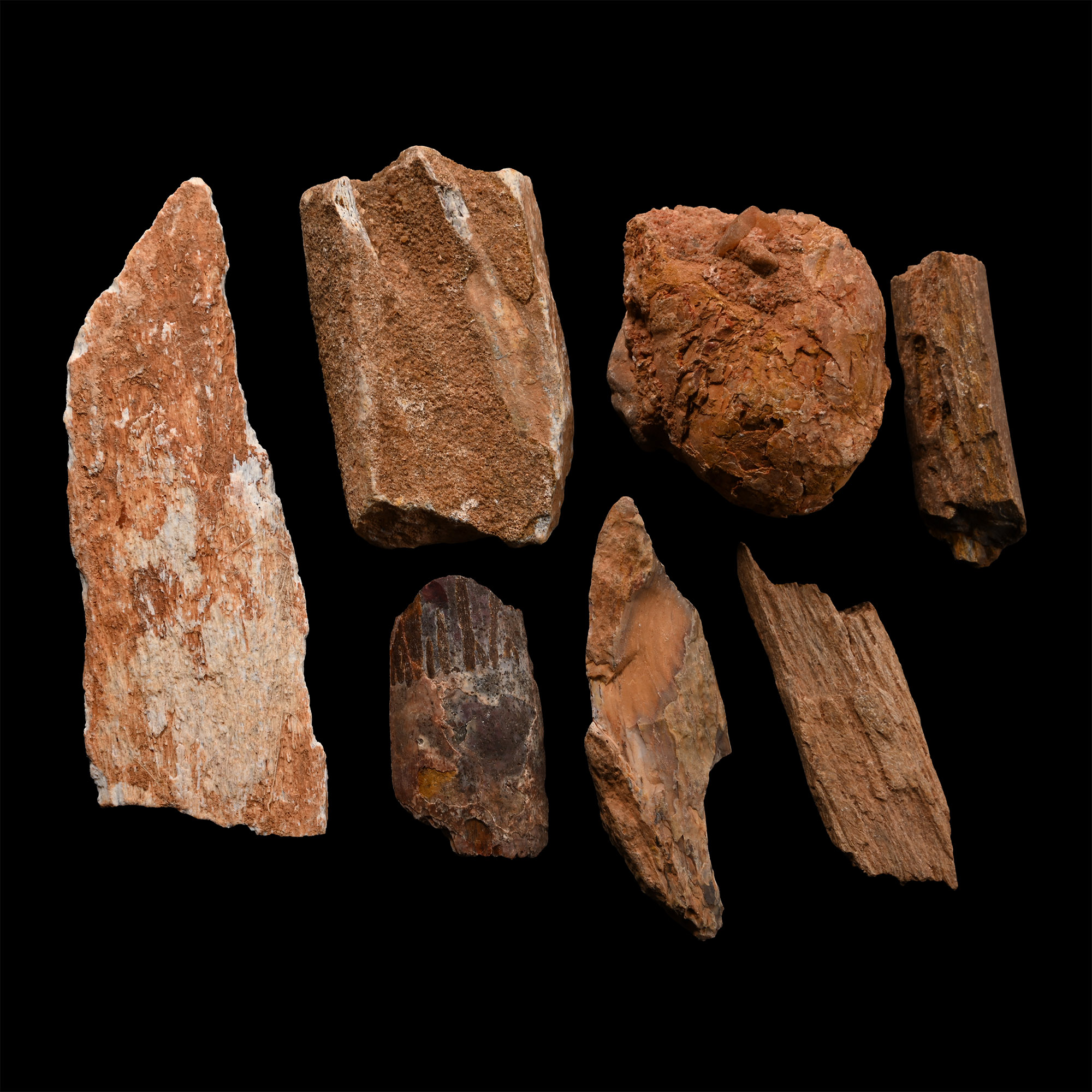 Spinosaurus Dinosaur Fossil Bone Fragment Group