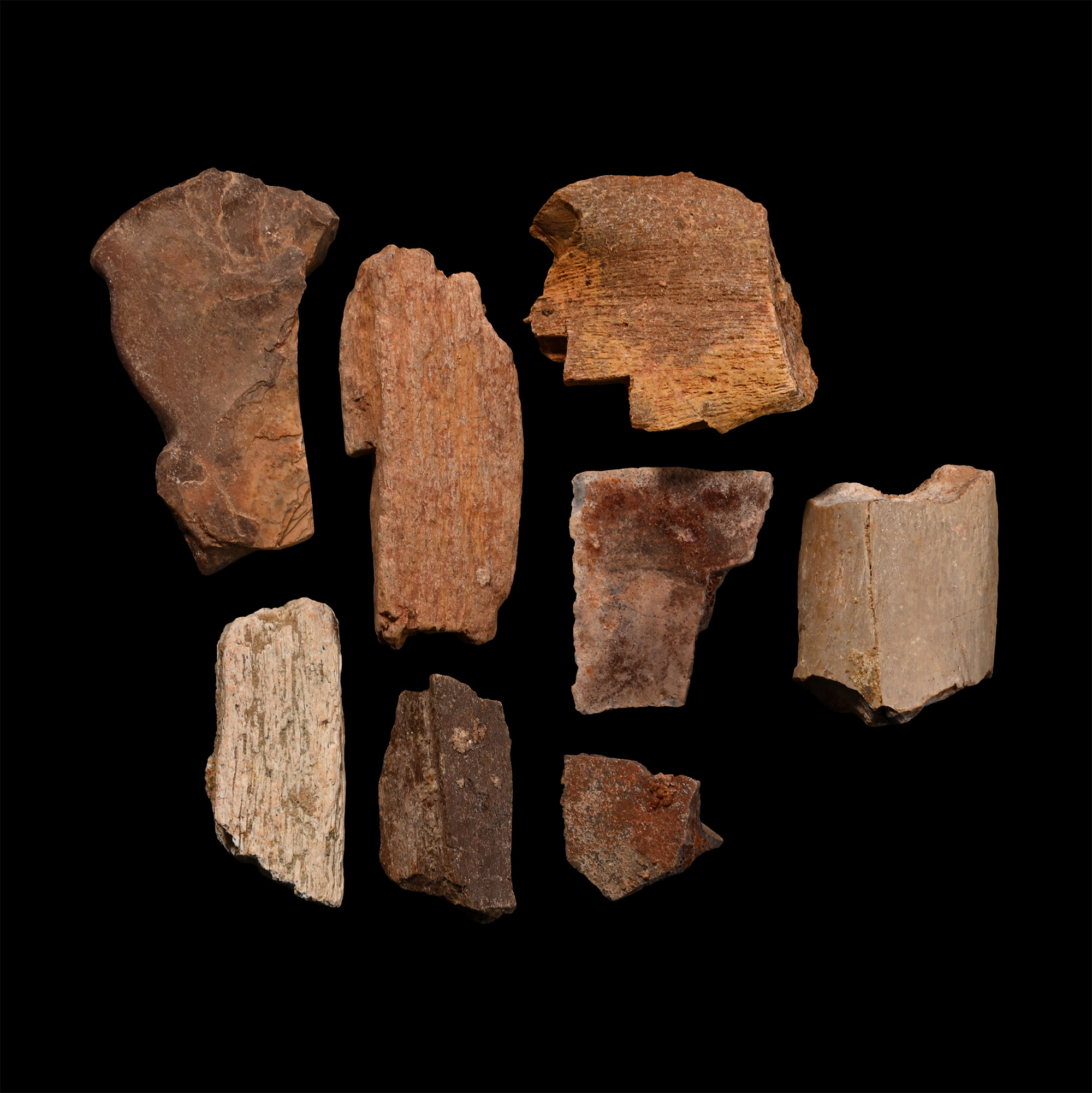 Spinosaurus Dinosaur Fossil Bone Fragments