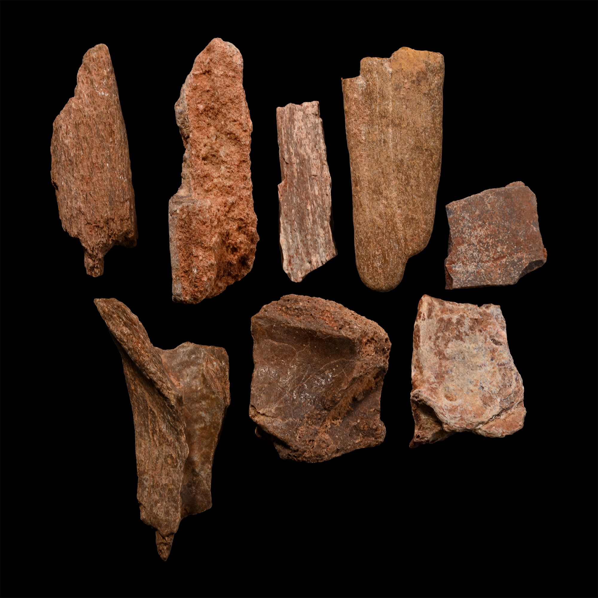 Spinosaurus Dinosaur Fossil Bone Fragment Collection