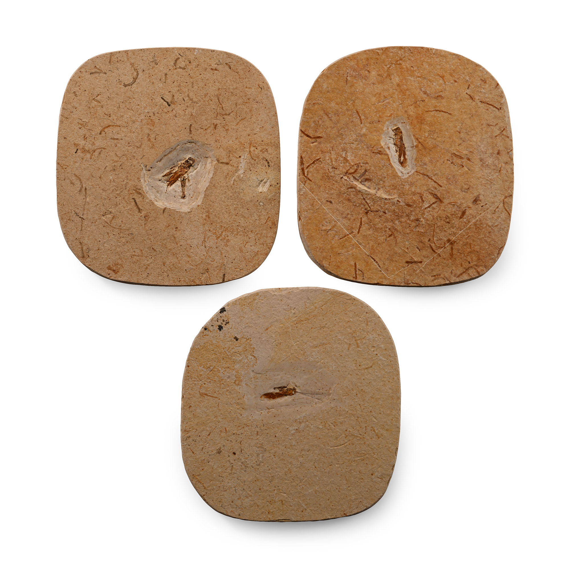 Fossil Grasshopper in Matrix Group