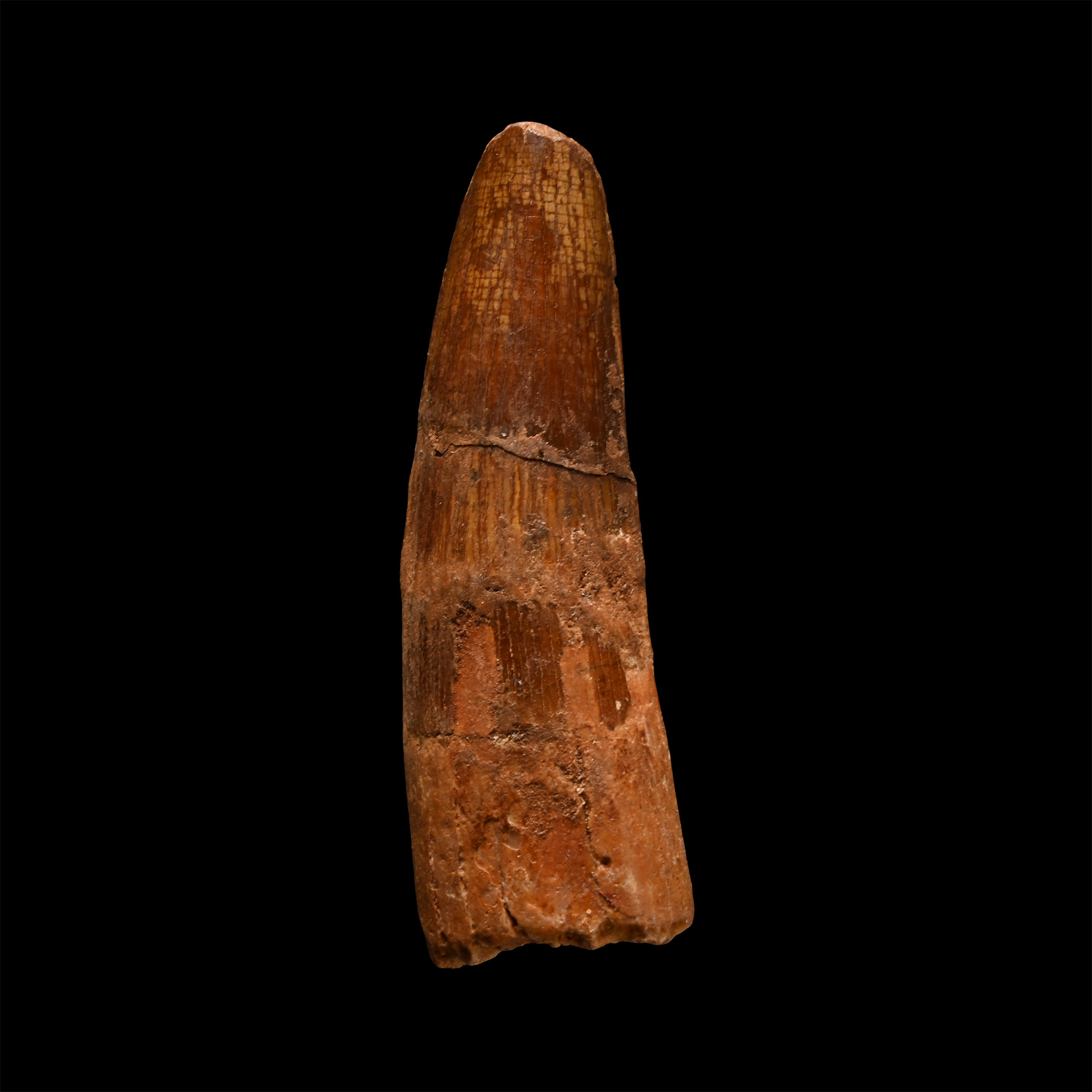 Spinosaurus Dinosaur Fossil Tooth