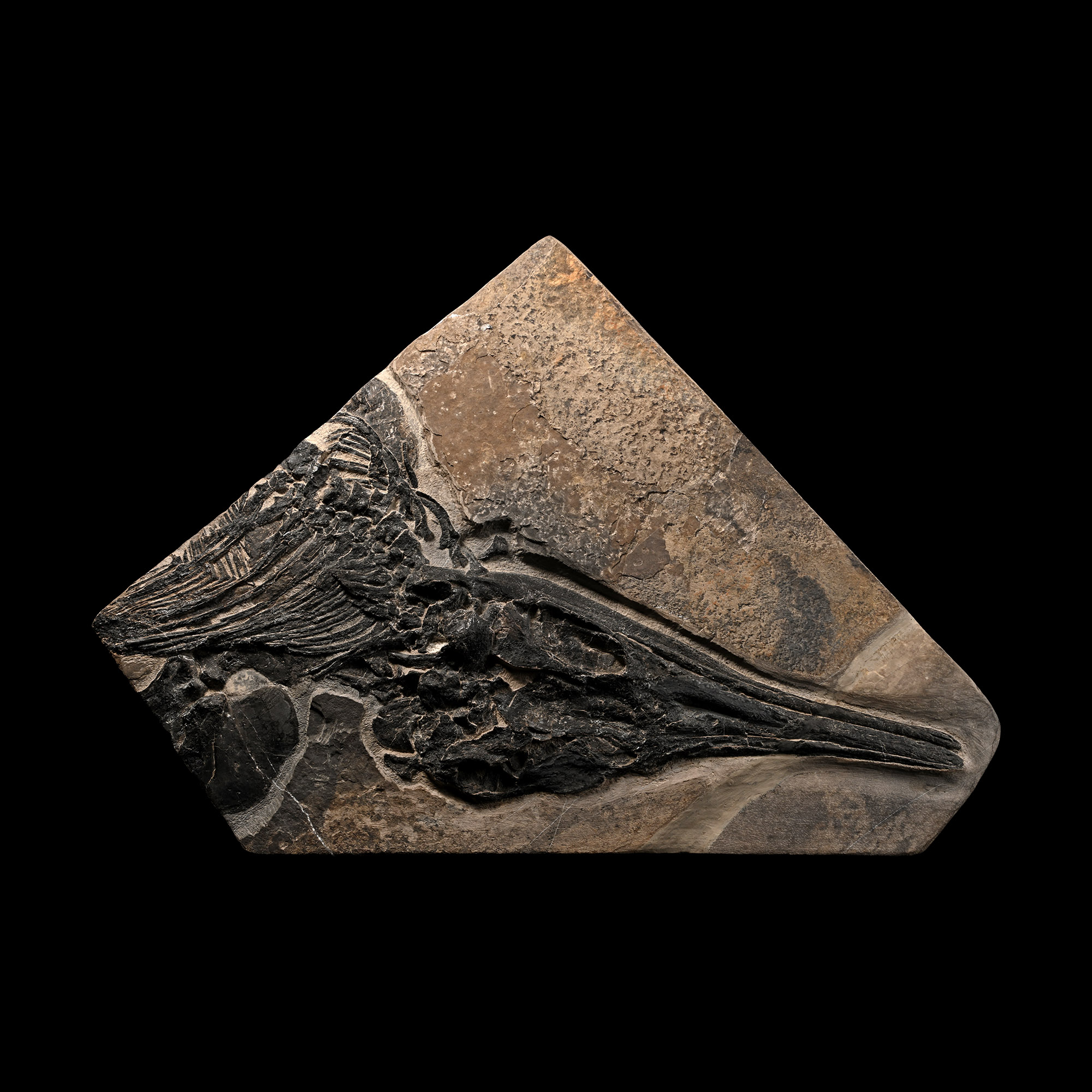 Fossil Ichthyosaur Skull and Partial Skeleton