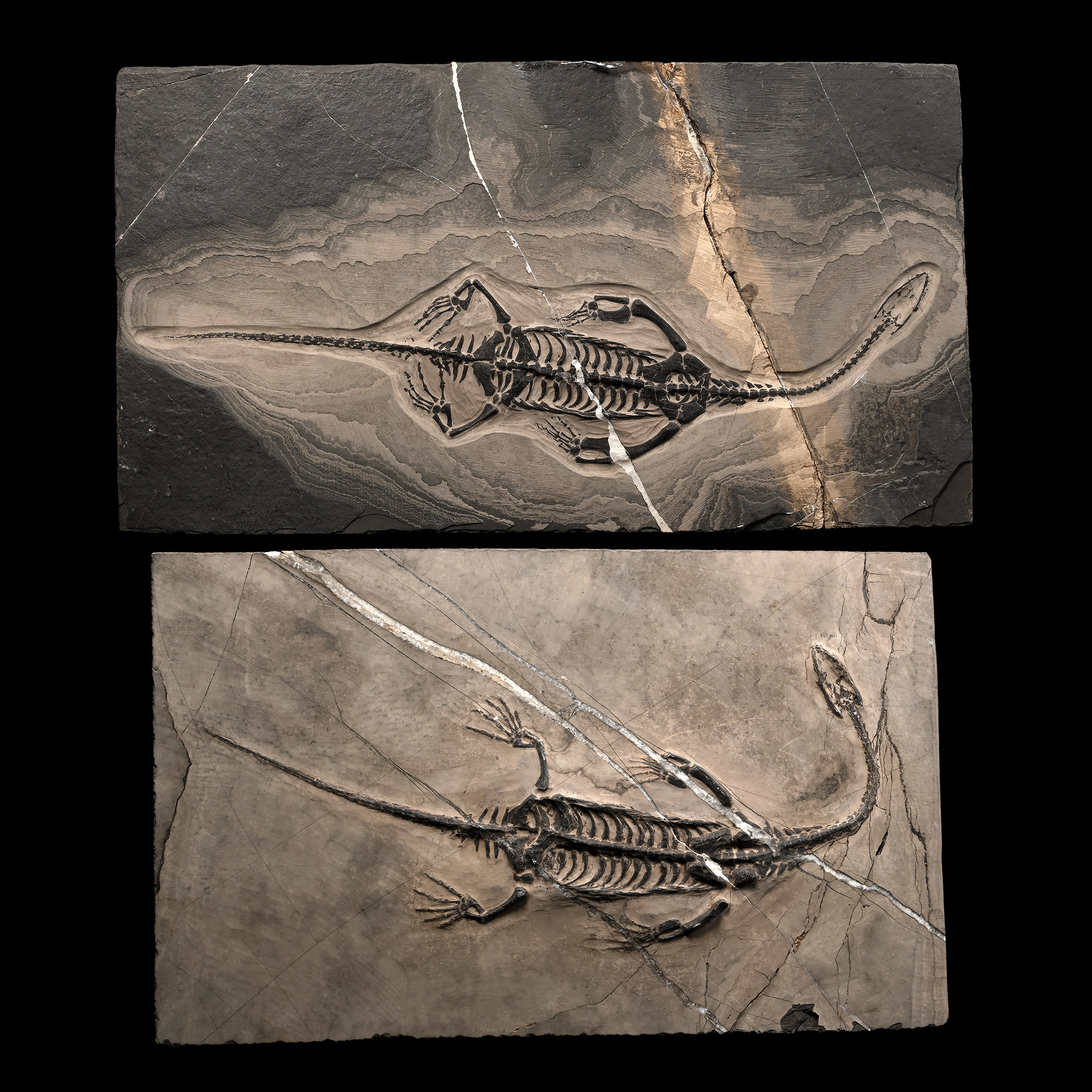 Fossil Keichousaurus Skeleton Male and Female Pair