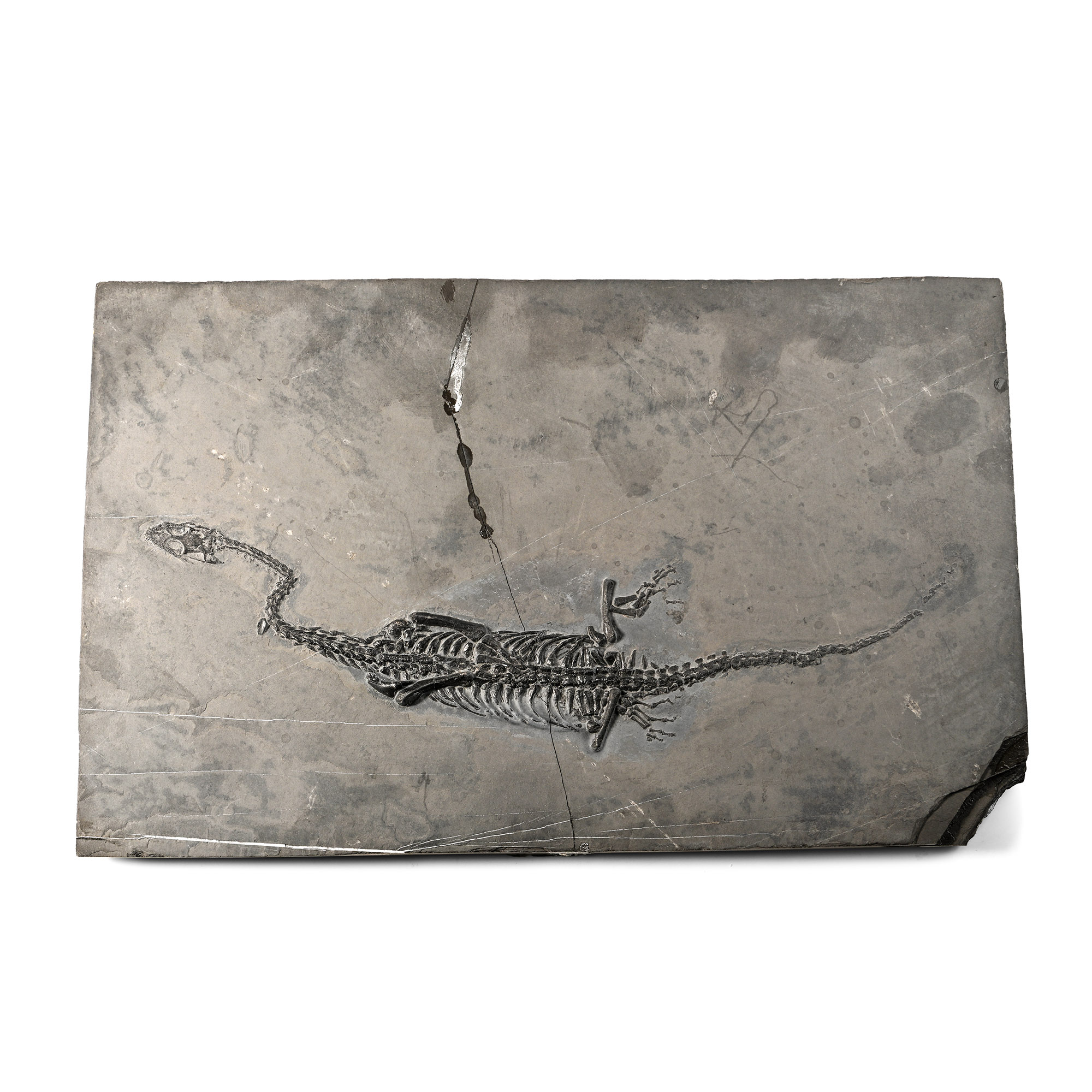 Fossil Keichousaurus Skeleton in Three-Dimensional Dorsal View