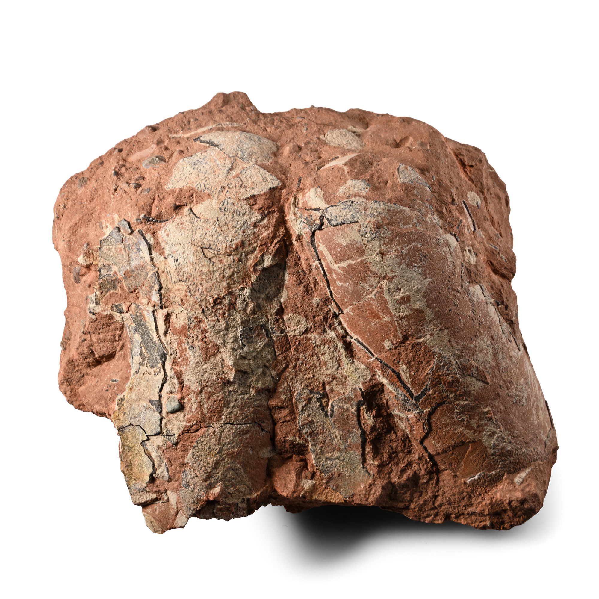 Fossil Oviraptor Egg Pair