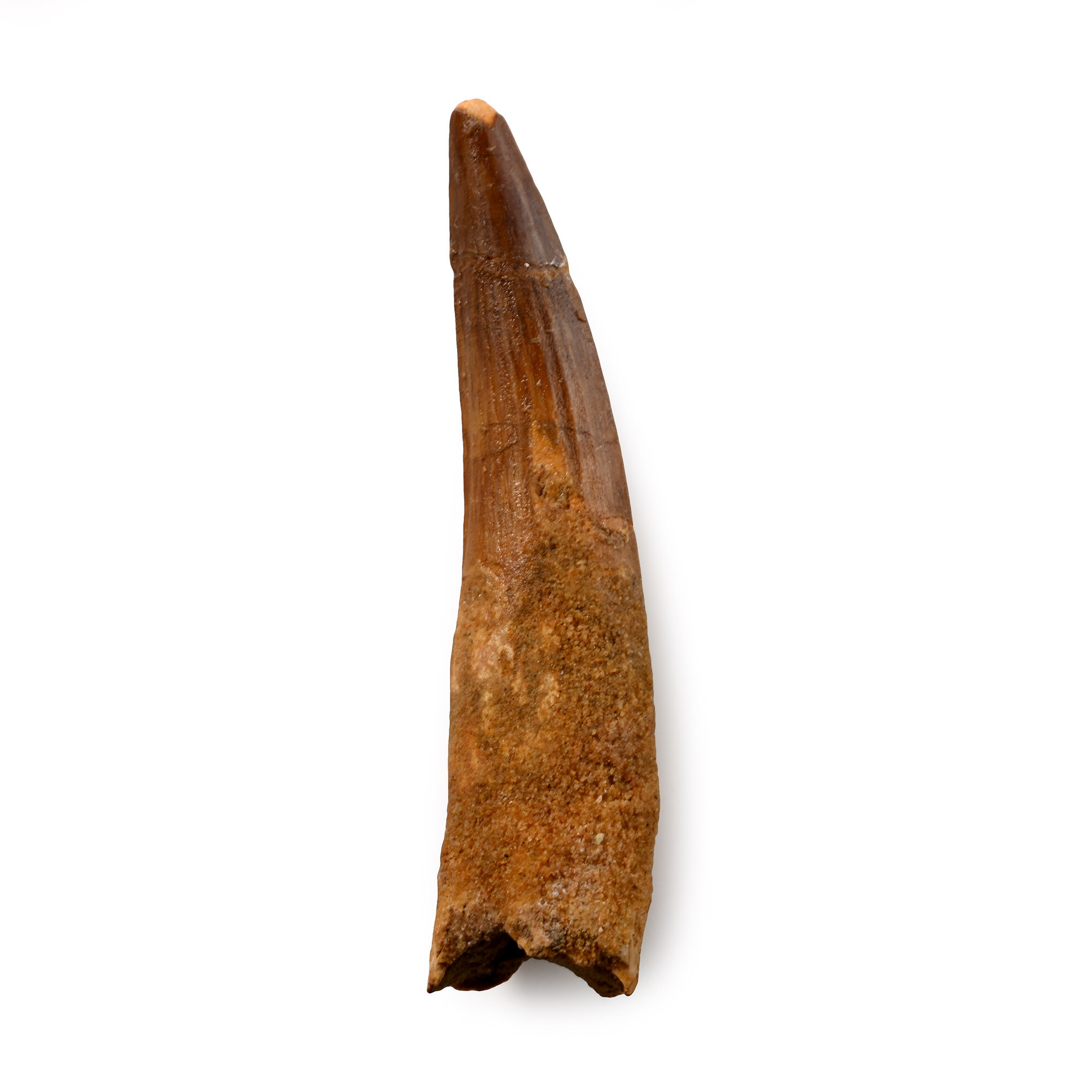 Large Spinosaurus Dinosaur Fossil Tooth