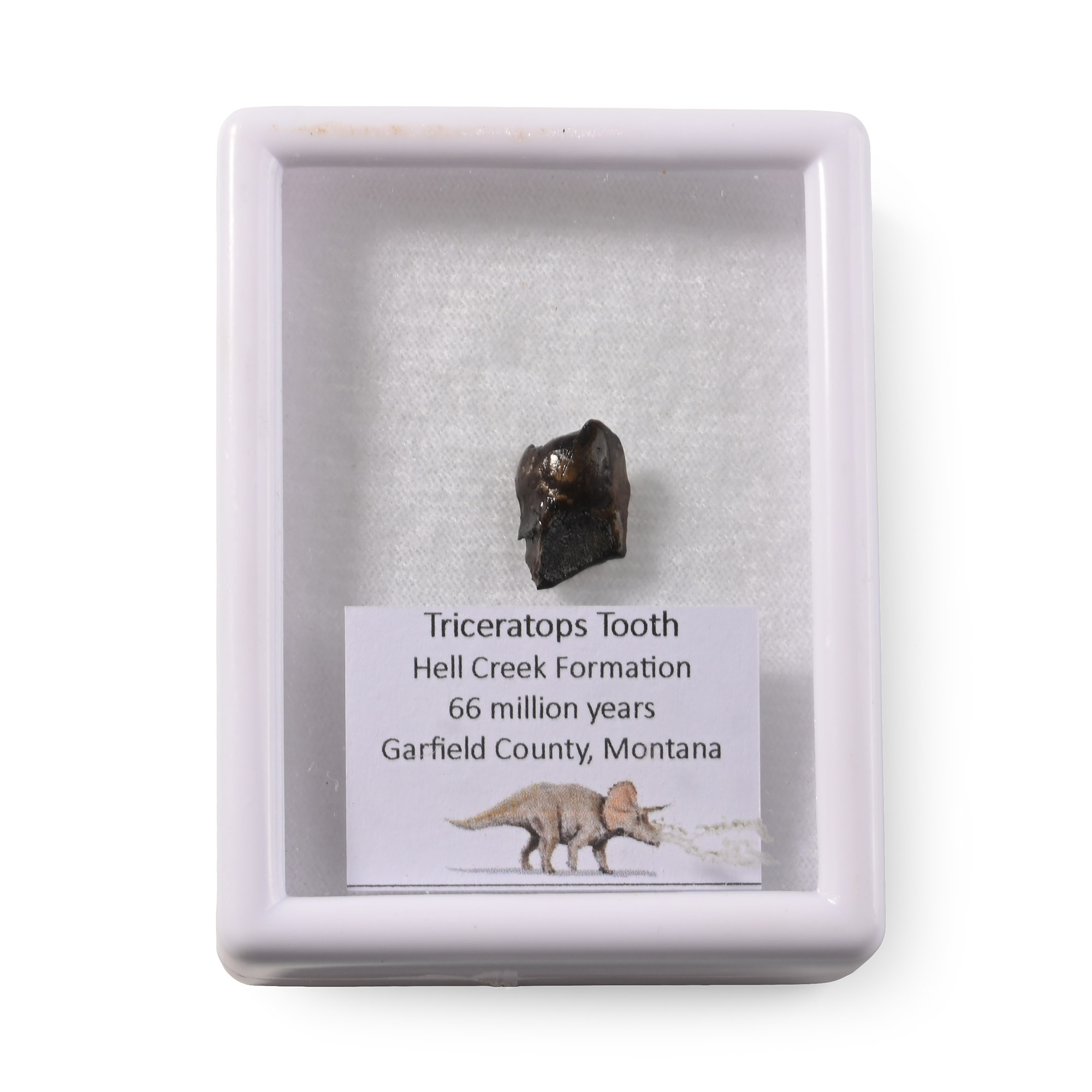 Triceratops Dinosaur Fossil Tooth