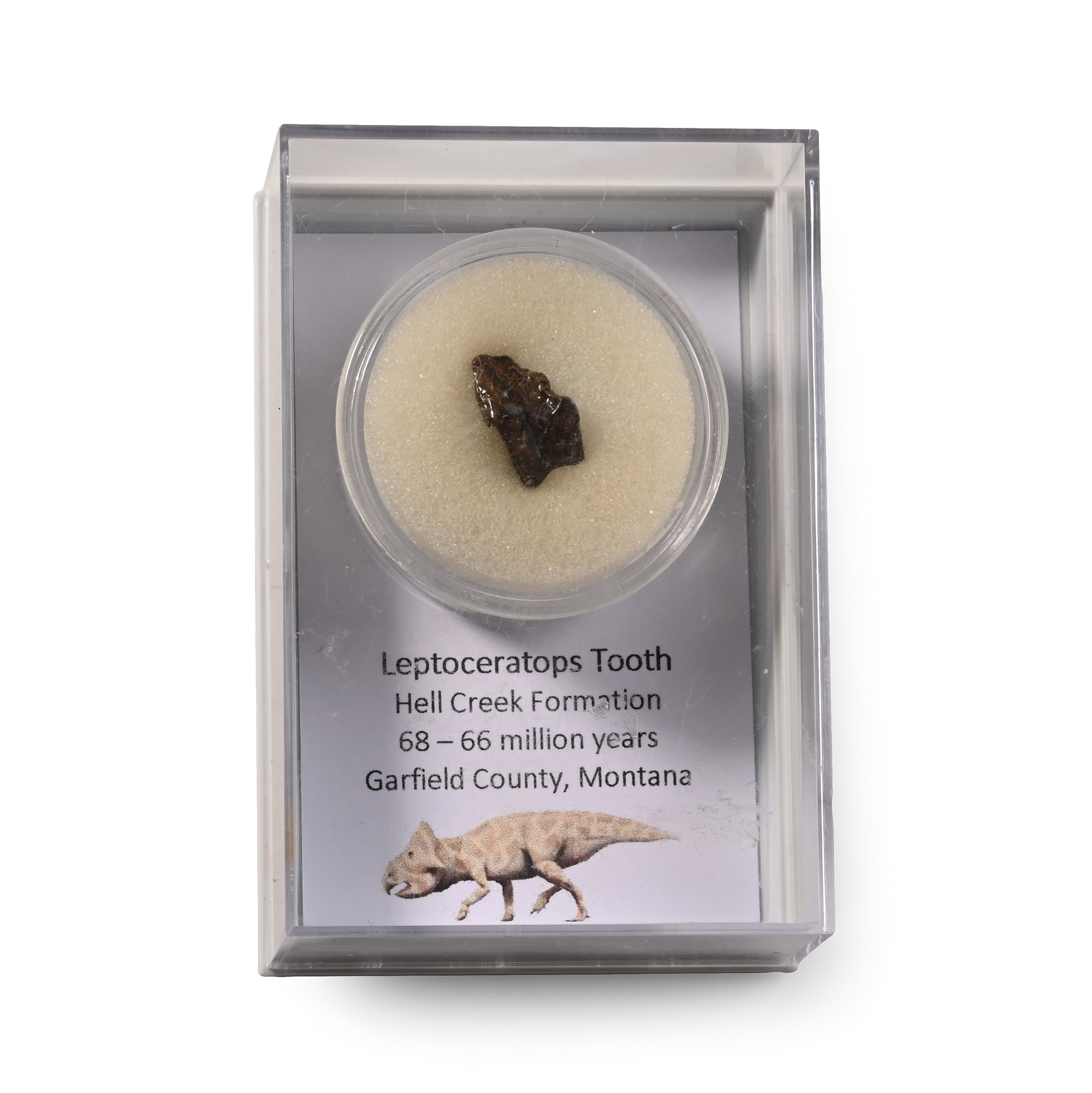 Leptoceratops Dinosaur Fossil Tooth