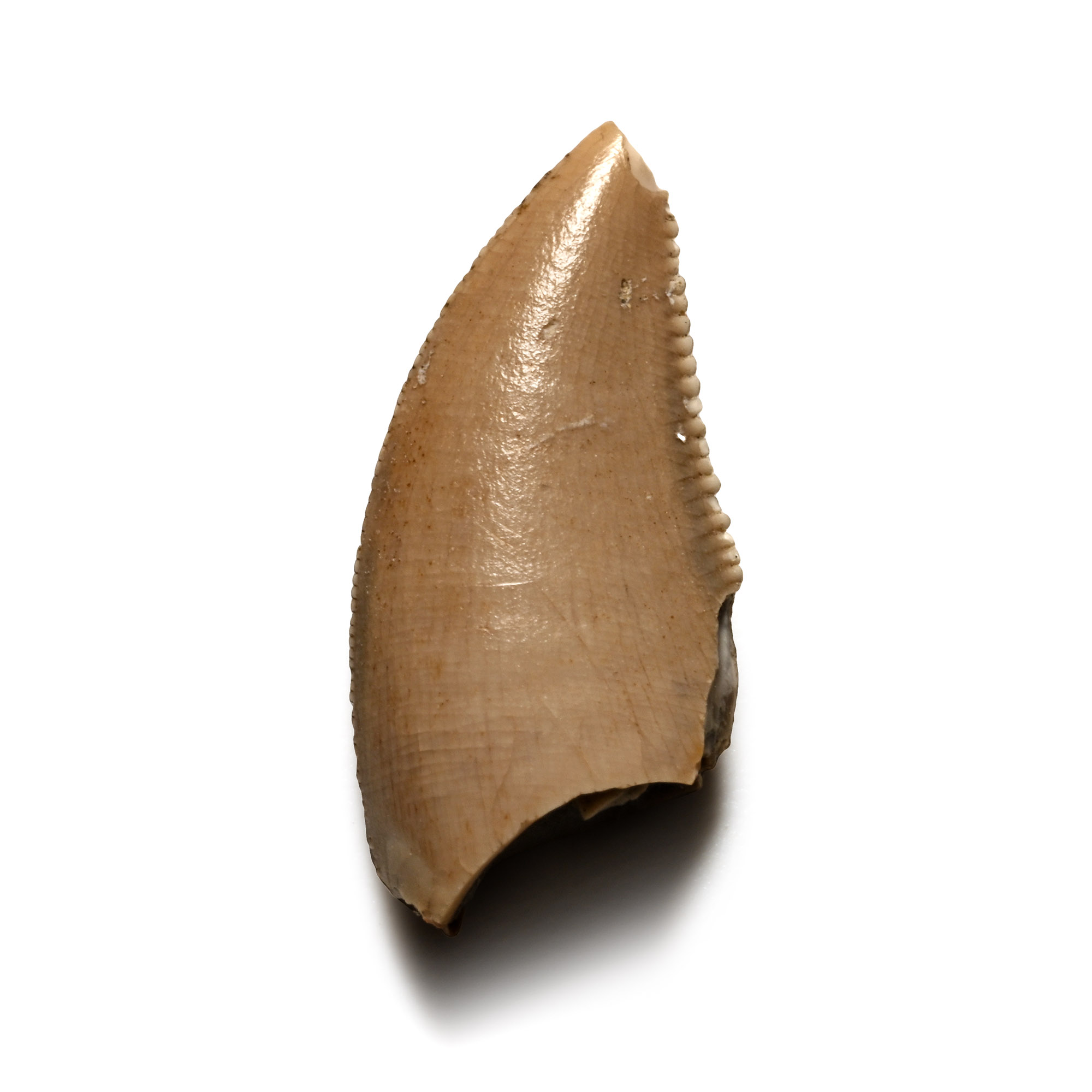 Juvenile Majungasaurus Dinosaur Fossil Tooth