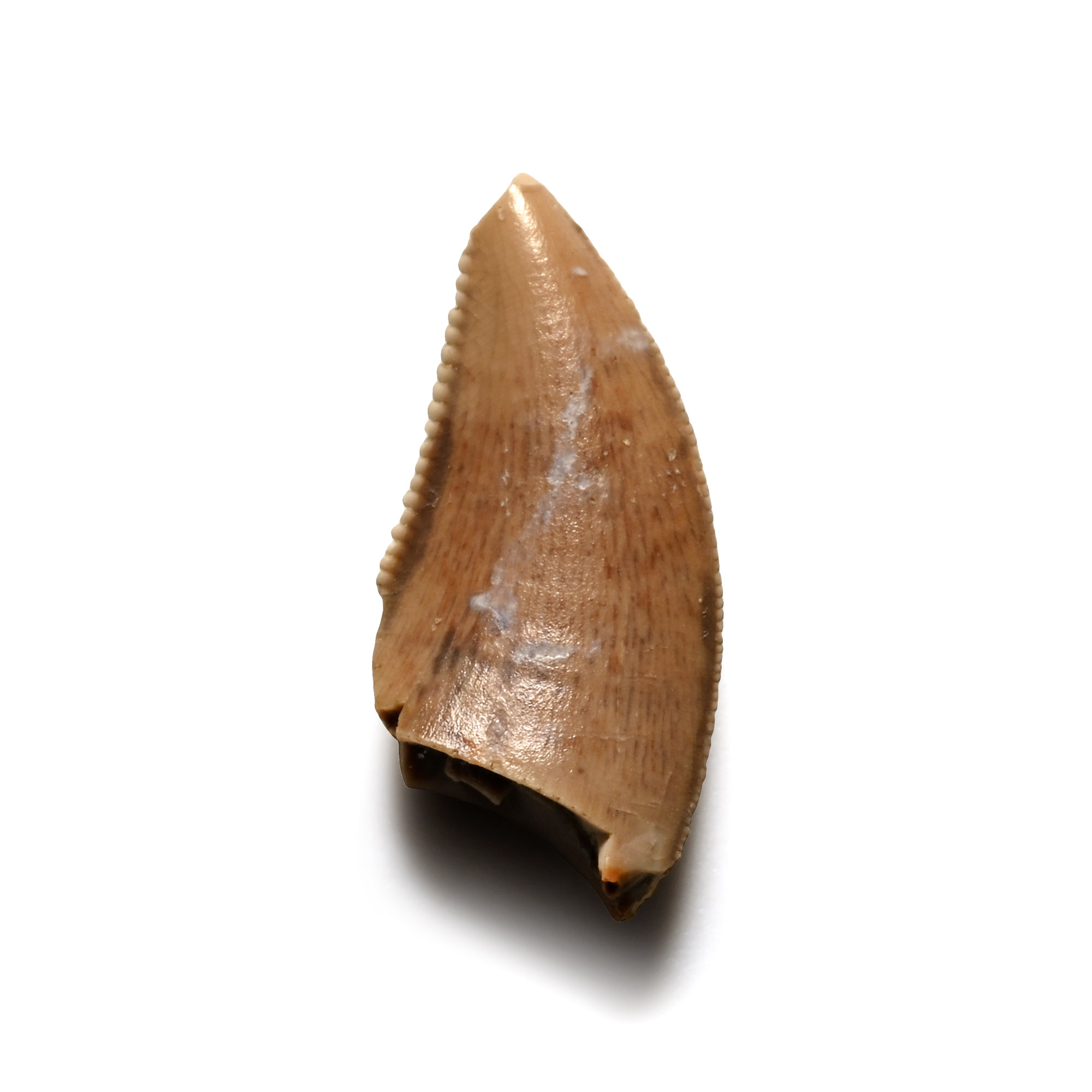 Juvenile Majungasaurus Dinosaur Fossil Tooth