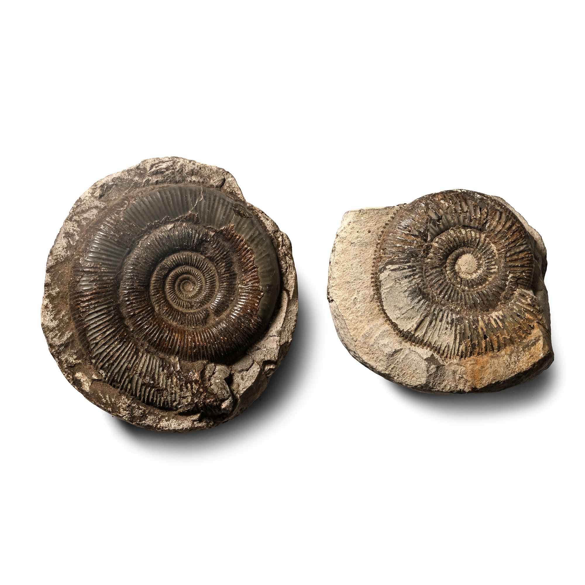 Fossil Dactylioceras Ammonite Group