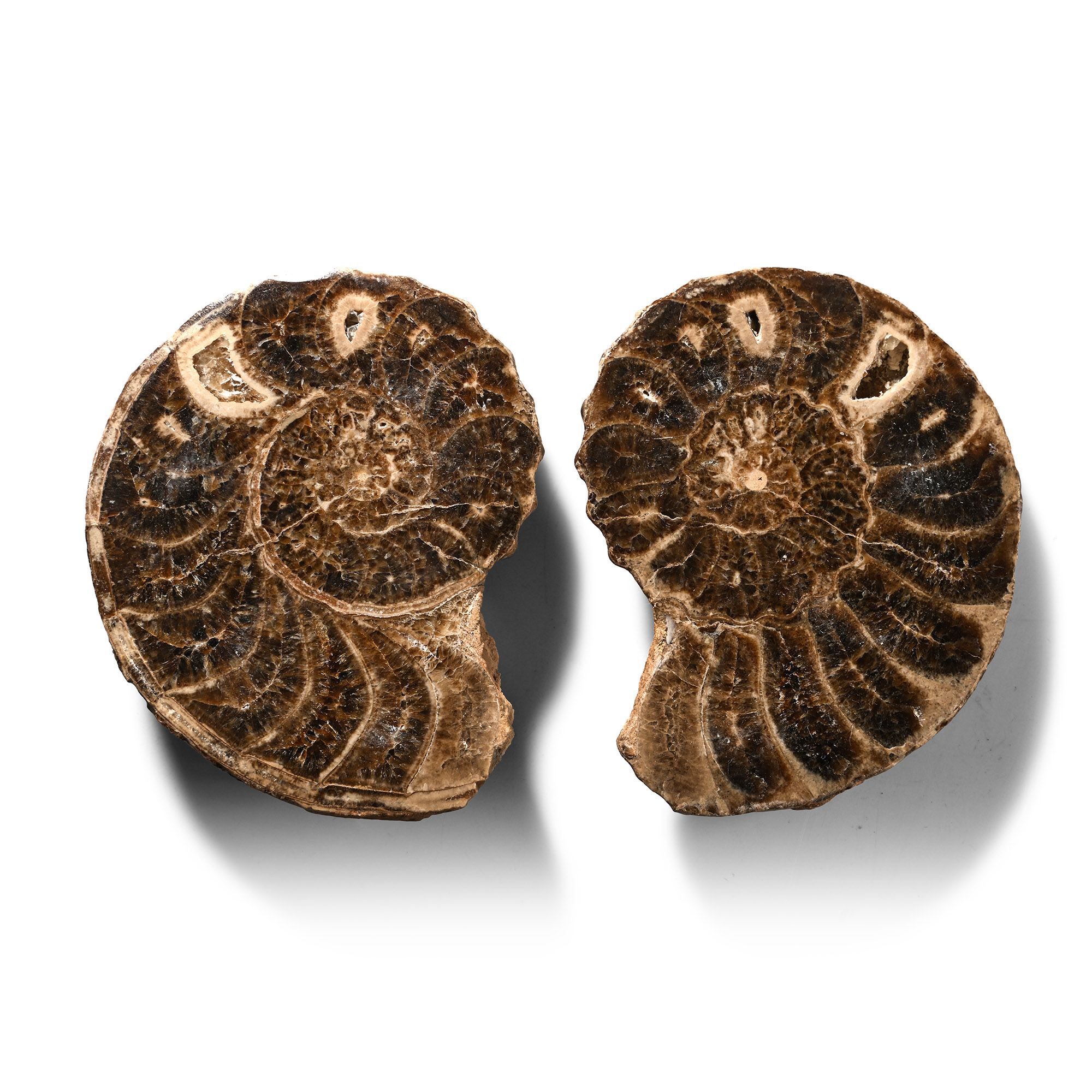 Cut and Polished Fossil Ammonite