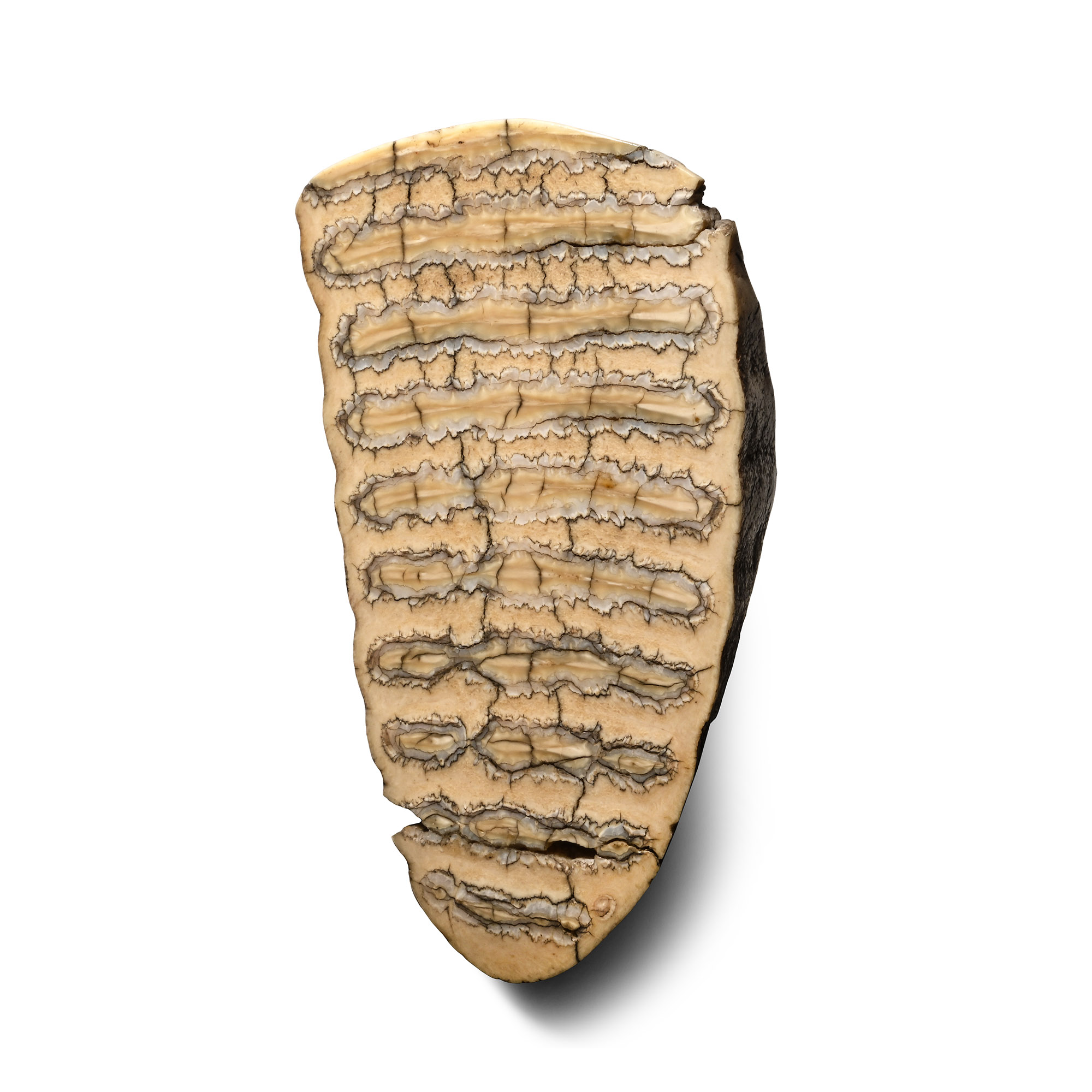 Polished Tooth Section of a Baby Woolly Mammoth