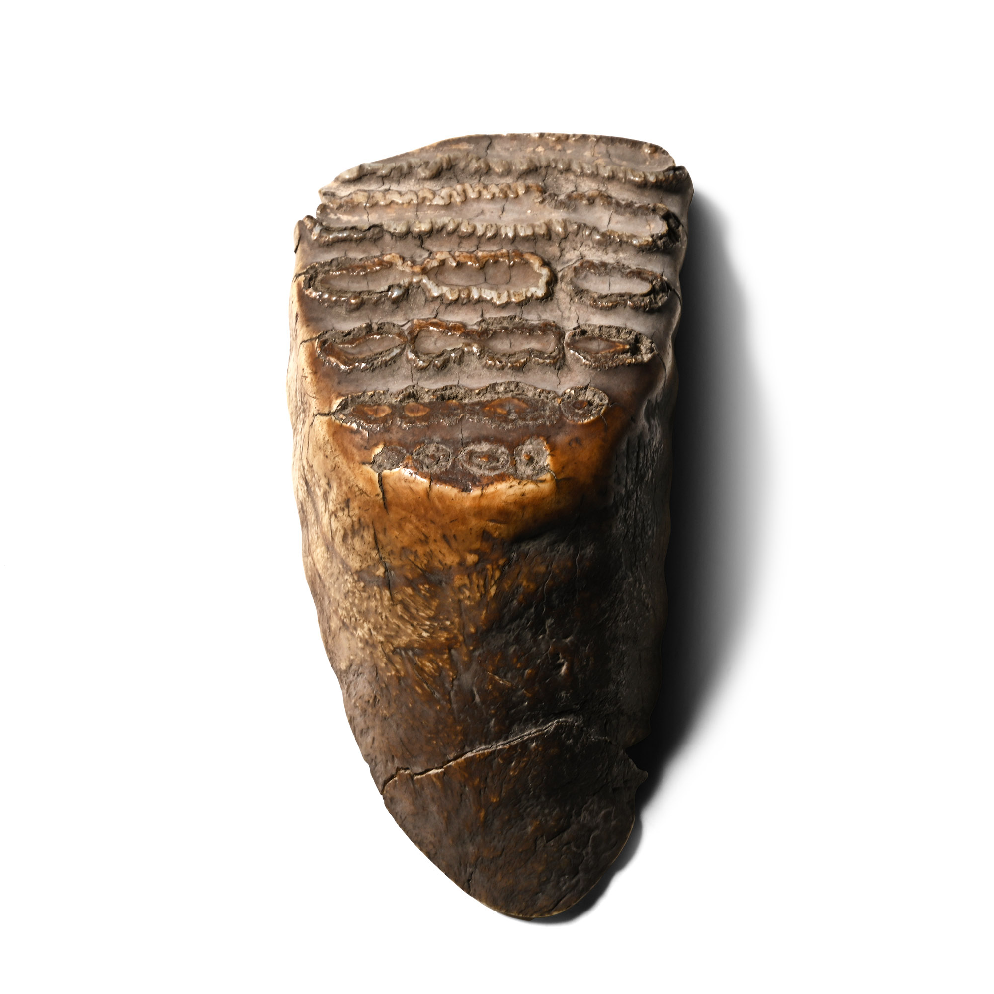 Polished Tooth Section of a Baby Woolly Mammoth