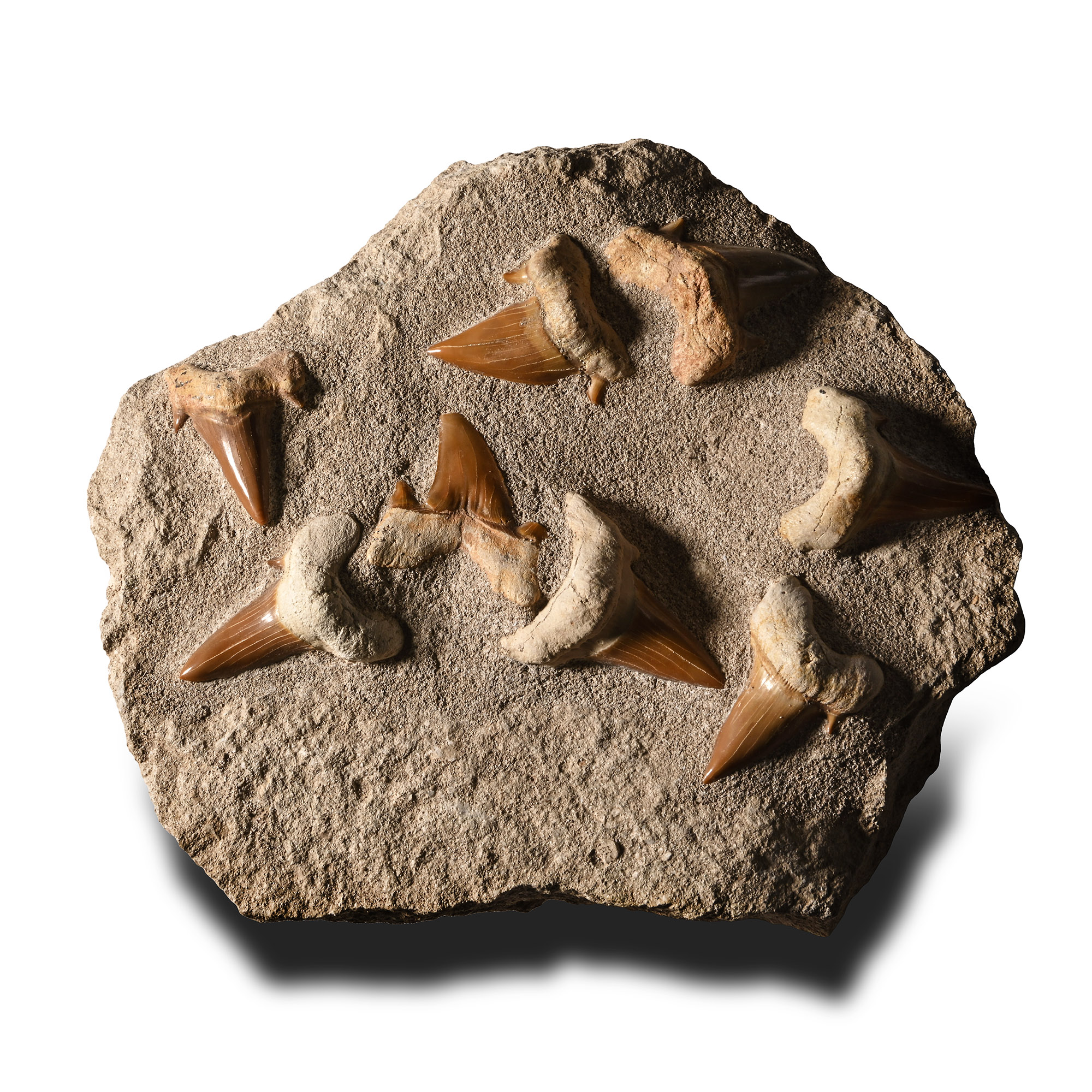 Fossil Otodus Shark Tooth Matrix