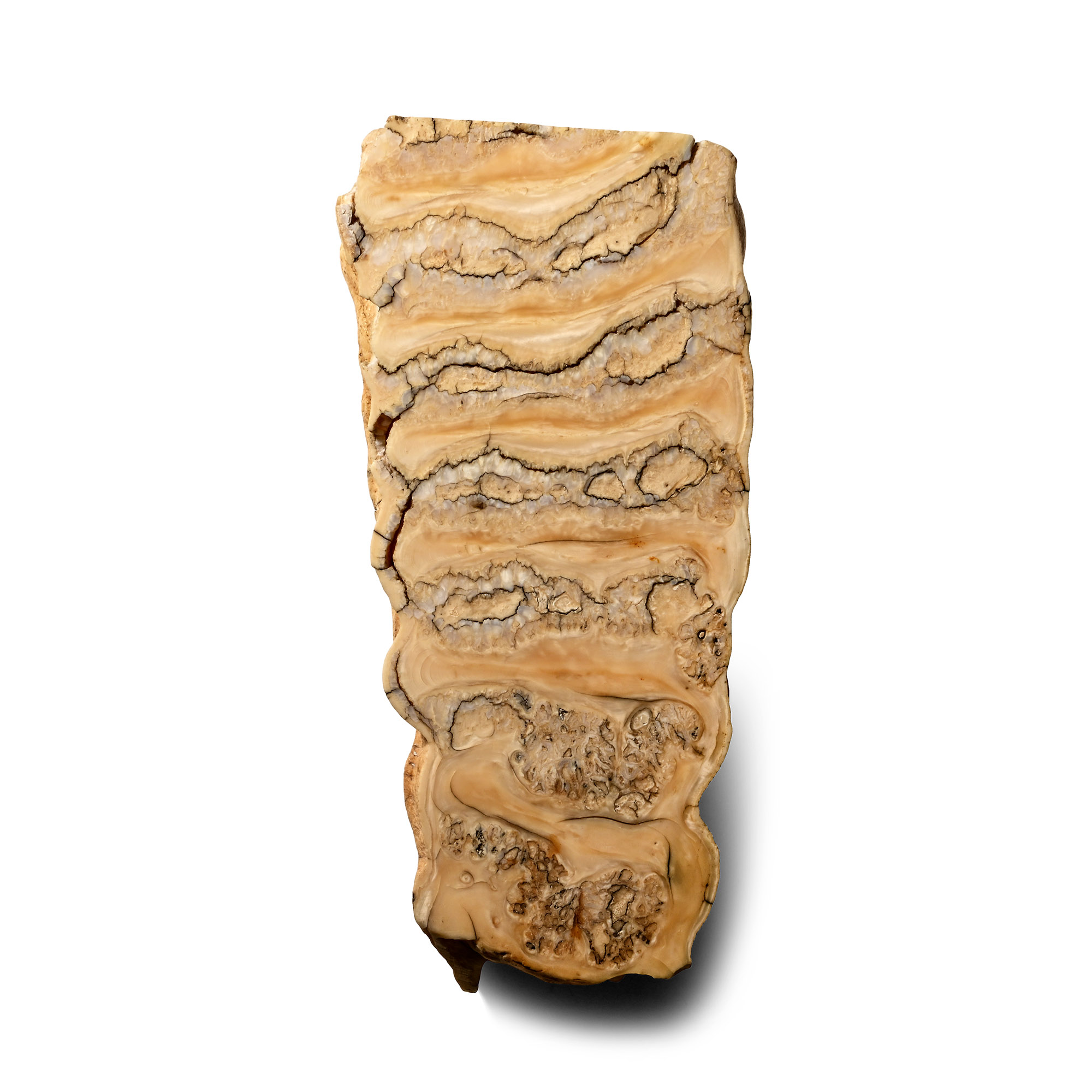 Baby Woolly Mammoth Tooth Section