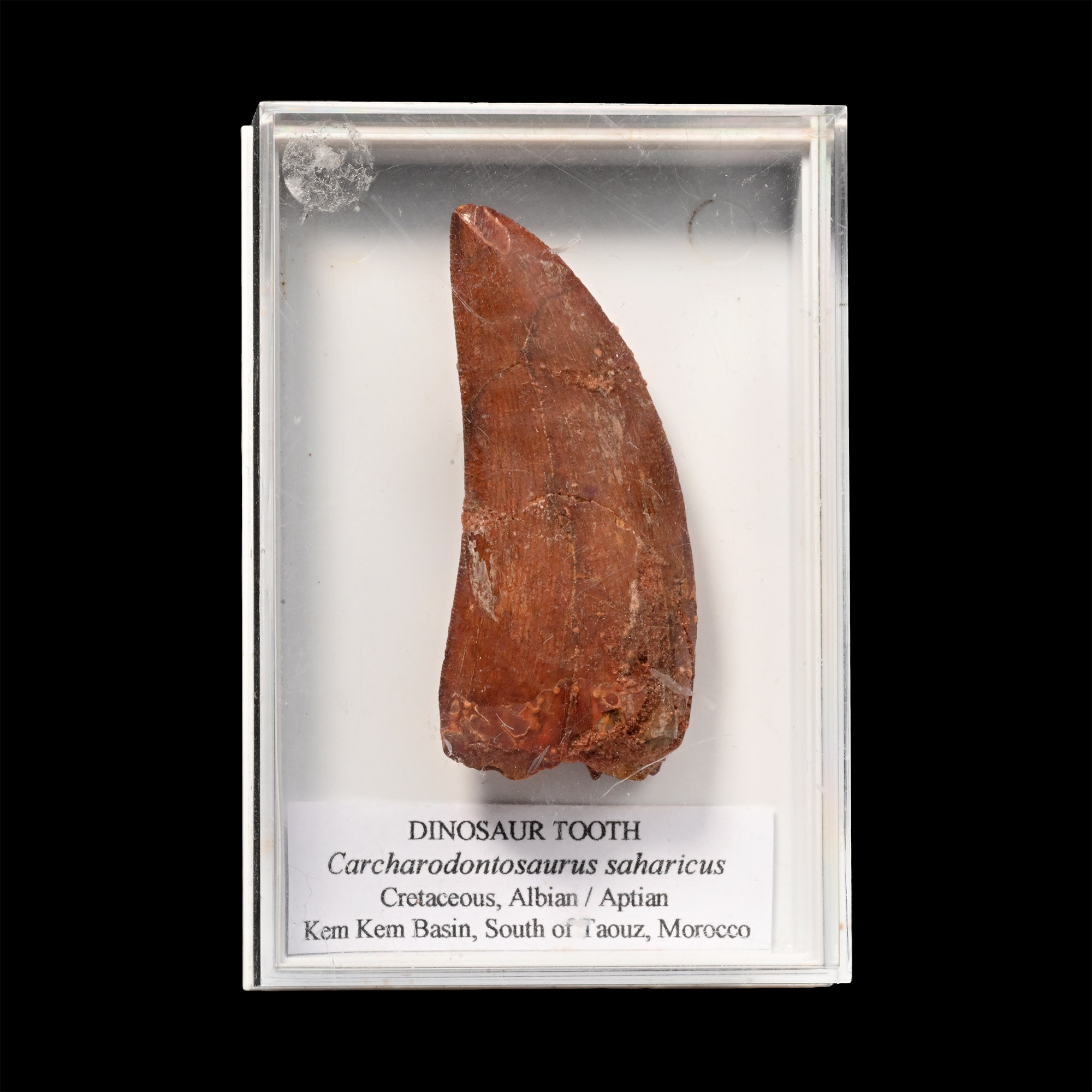 Fossil North African 'T-Rex' Dinosaur Tooth
