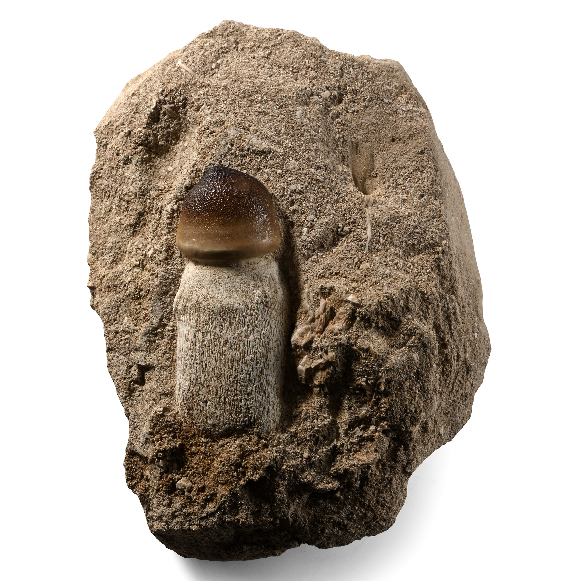 Mosasaur Globidens 'Marine Dinosaur' Fossil Tooth in a Matrix
