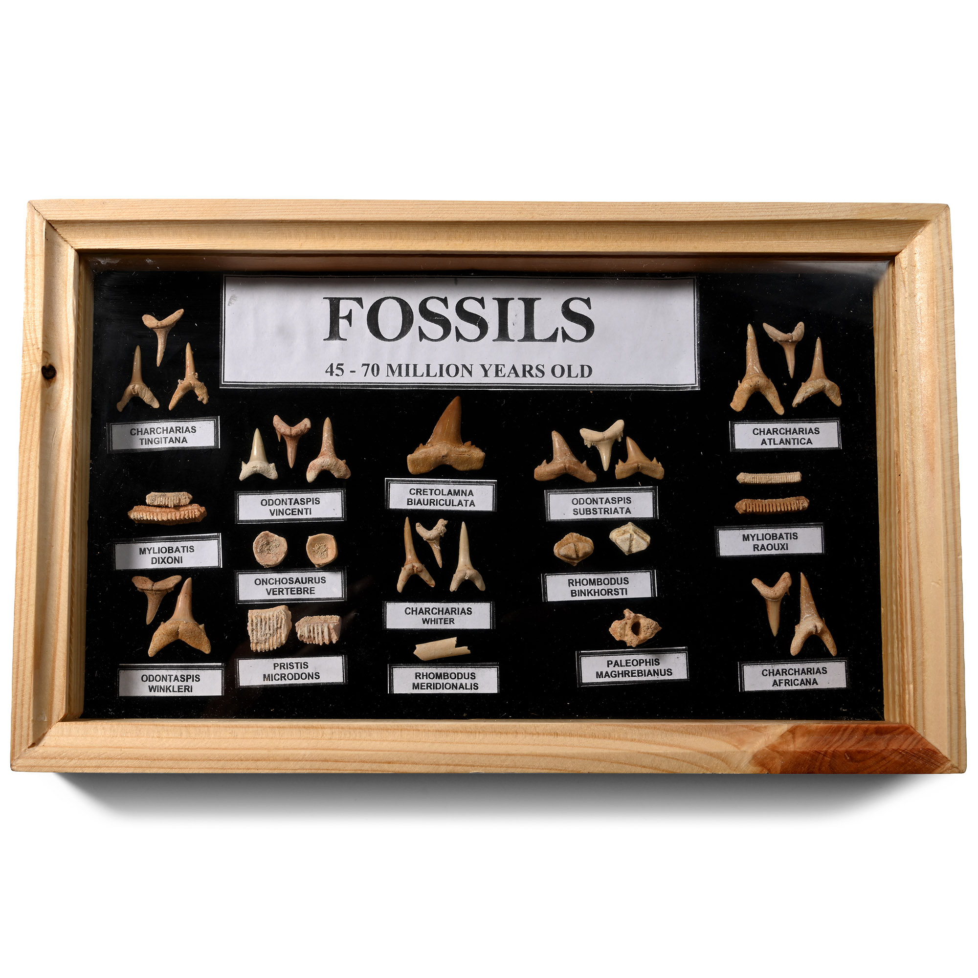Fossil Shark's Tooth Collection