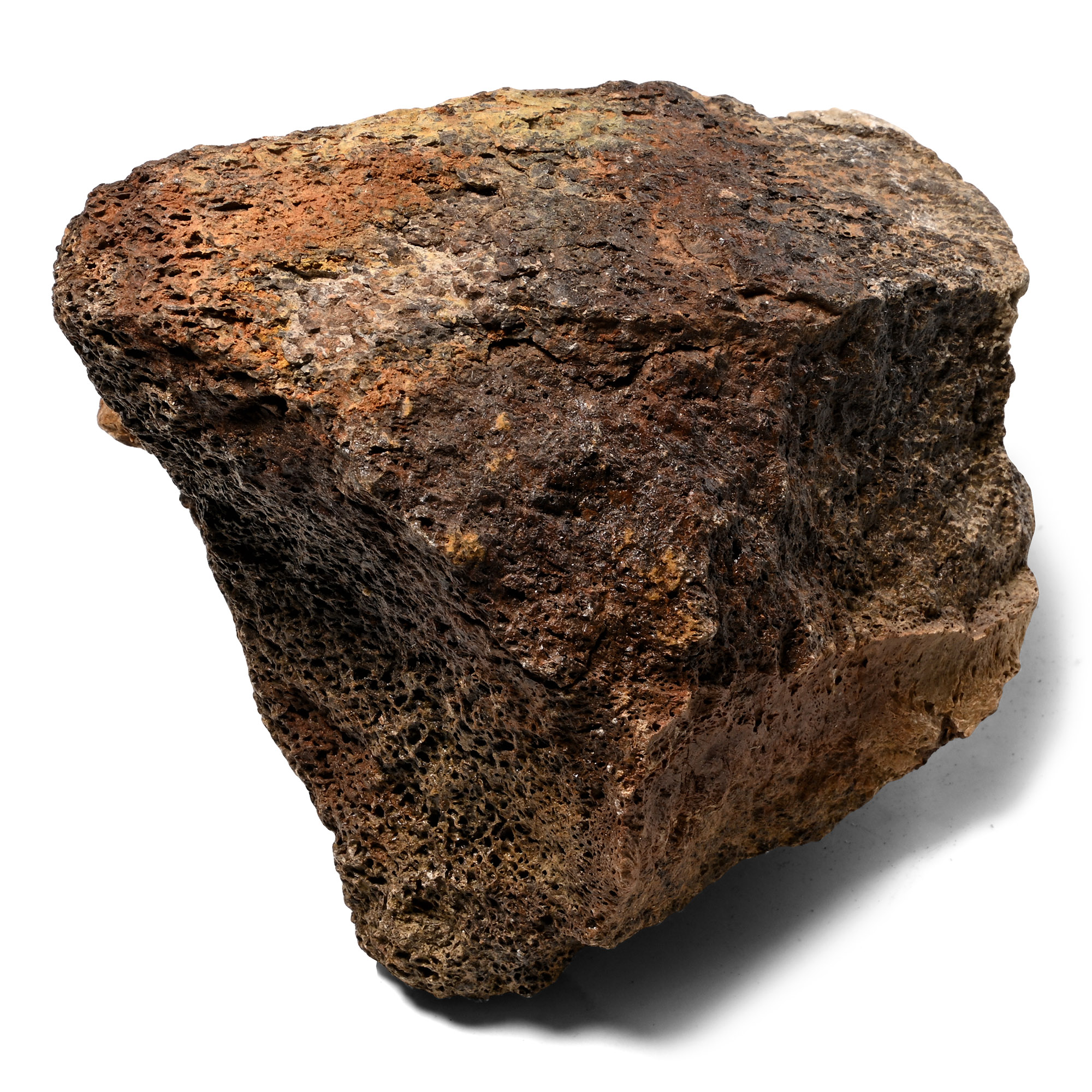 Edmontosaurus Dinosaur Fossil Bone