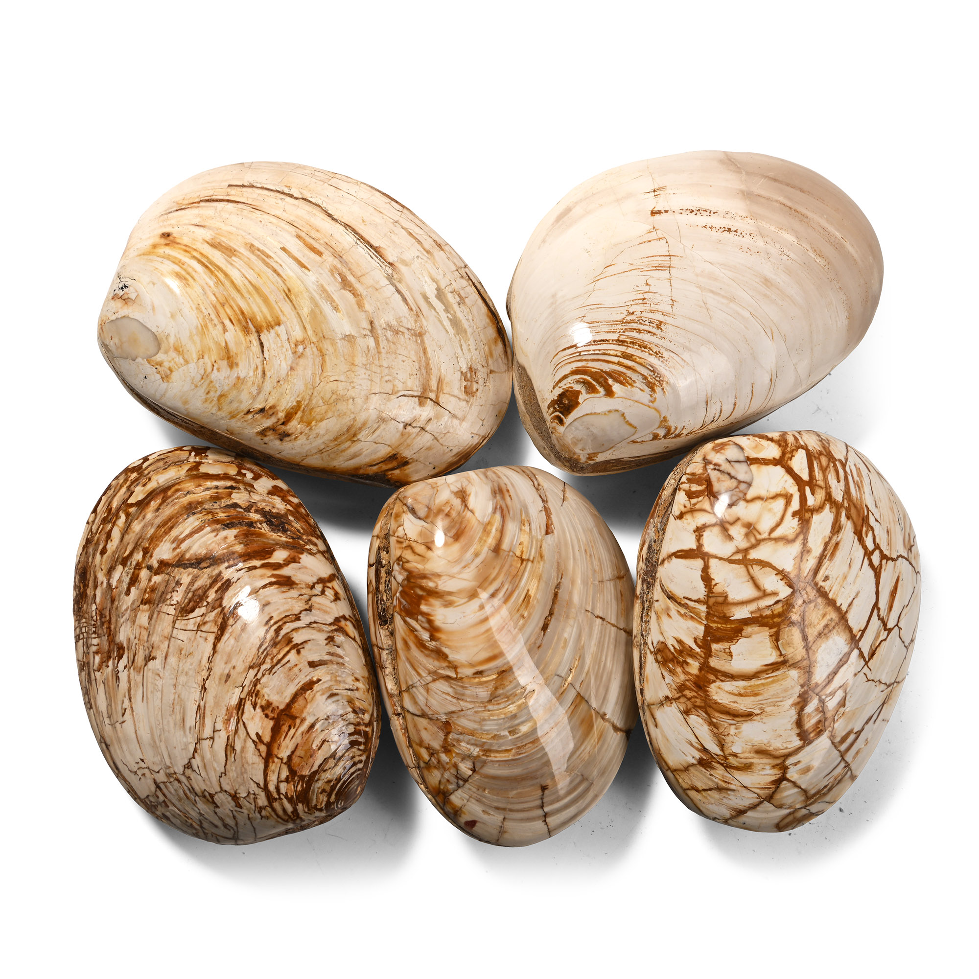 Large Polished Fossil Bivalves Collection