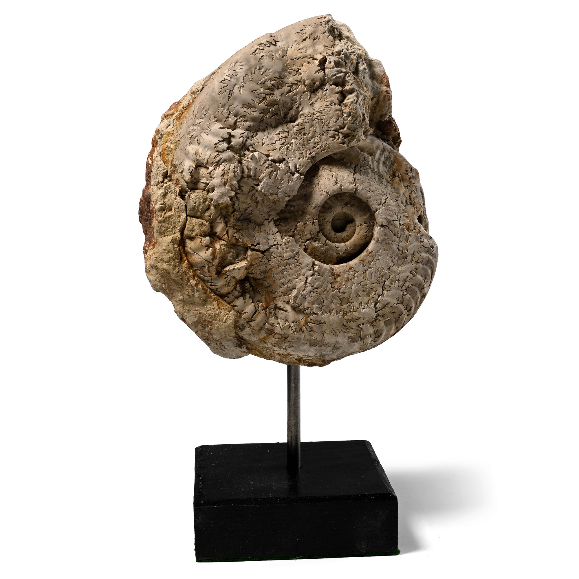 Harpoceras Fossil Ammonite on Stand