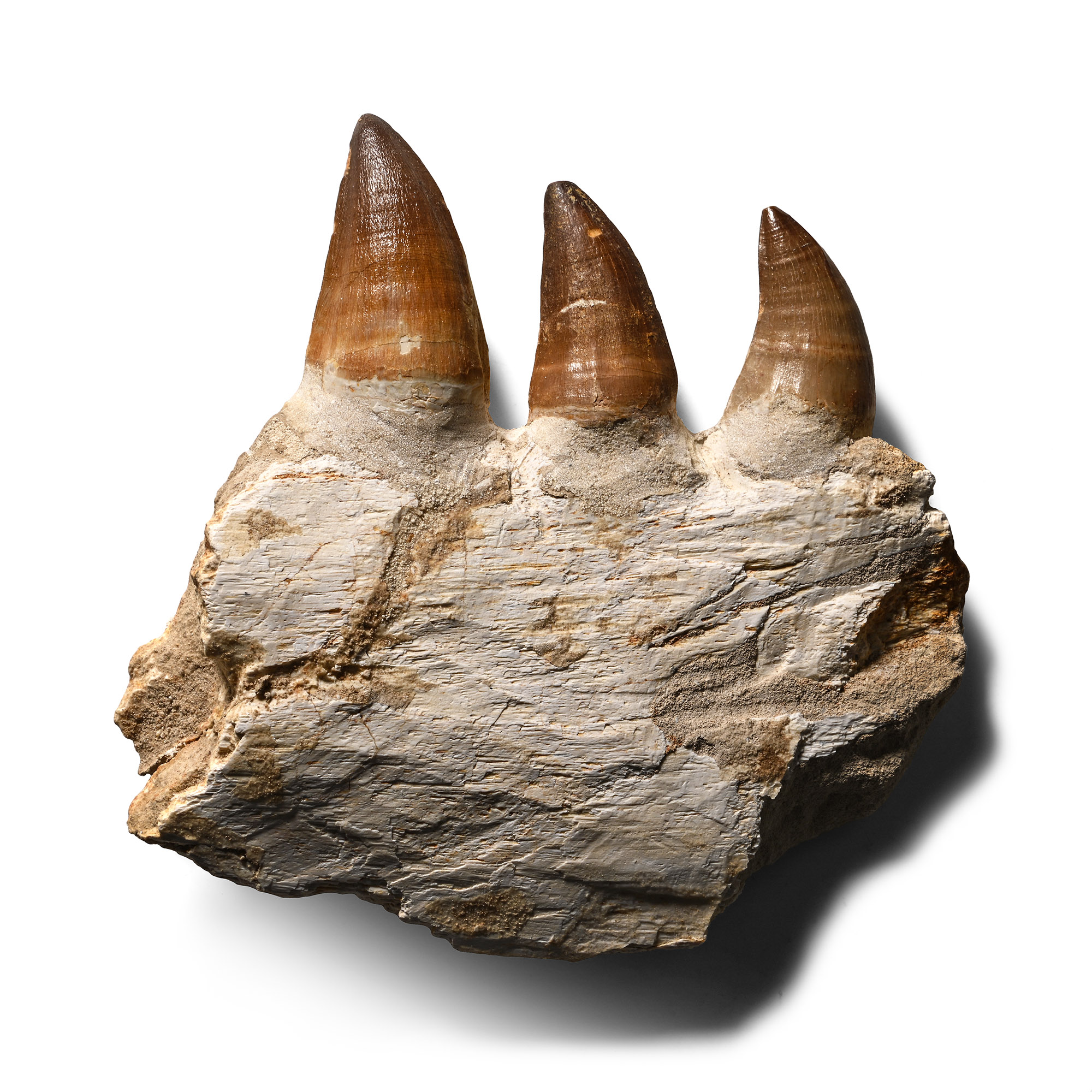 Mosasaur 'Marine Dinosaur' Teeth in Composite Jaw