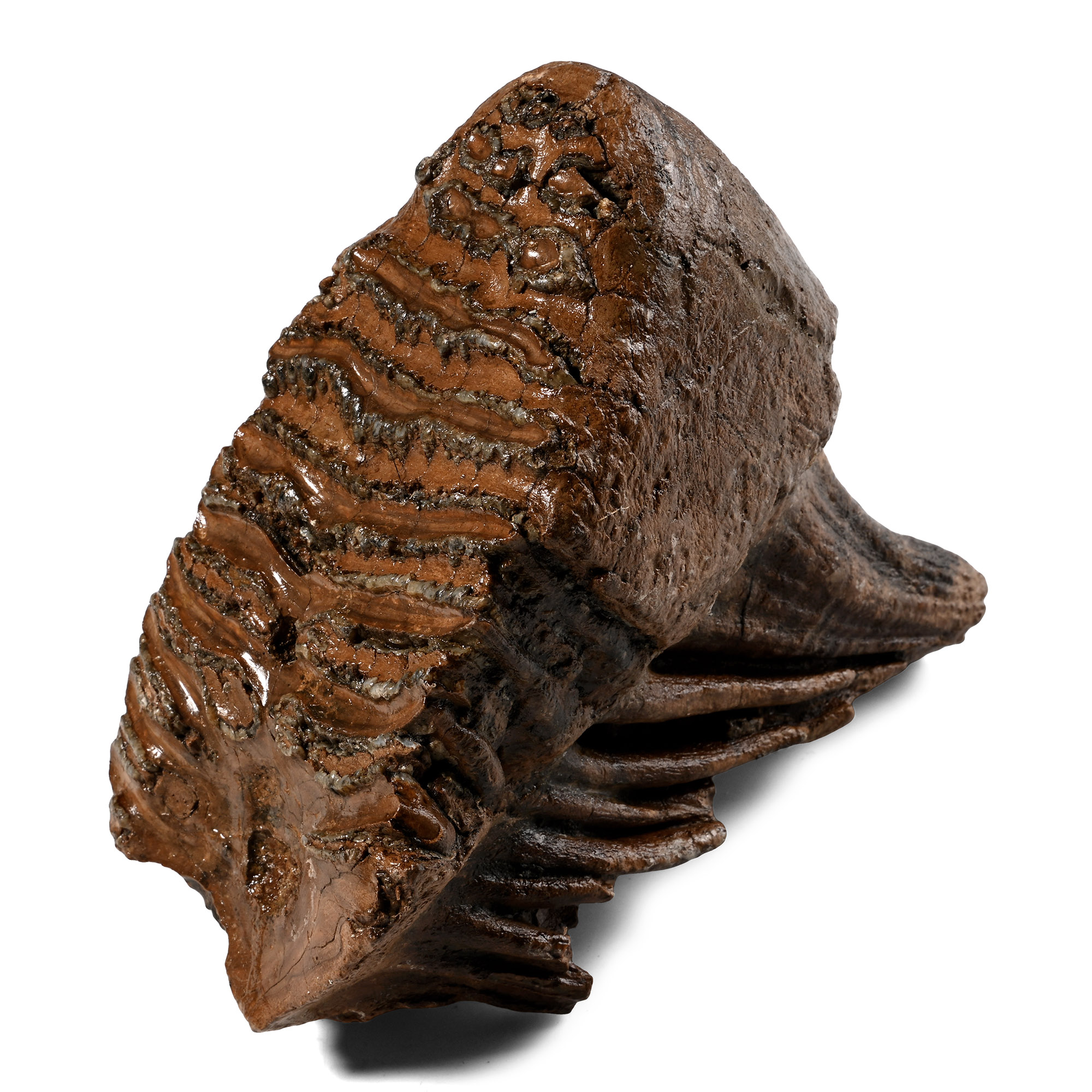 Fossil Woolly Mammoth Tooth