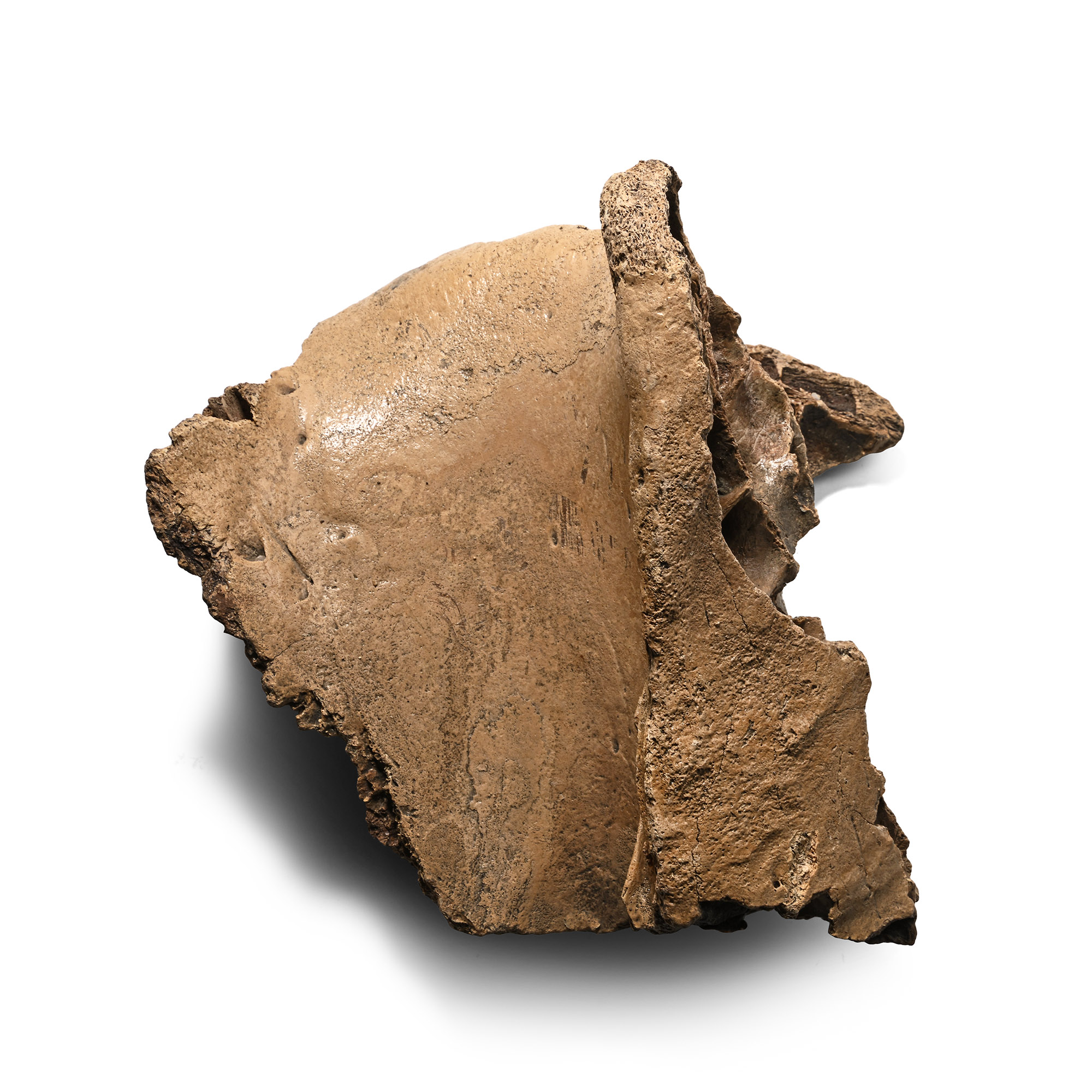 Large Fossil Woolly Mammoth Partial Skull
