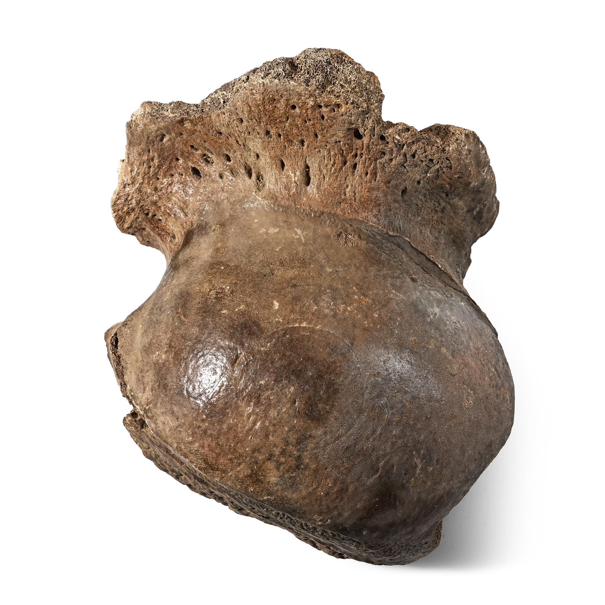 Large Fossil Woolly Mammoth Hip Joint