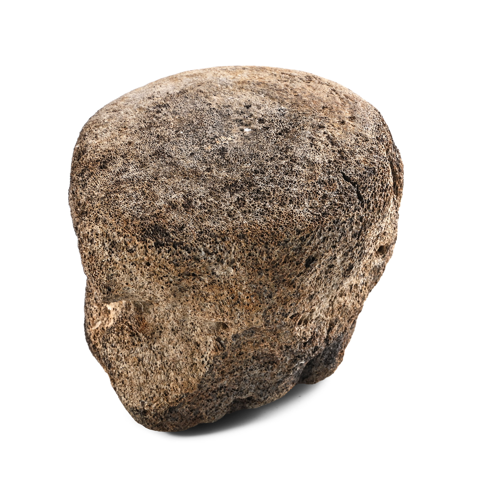 Fossil Whale Vertebra