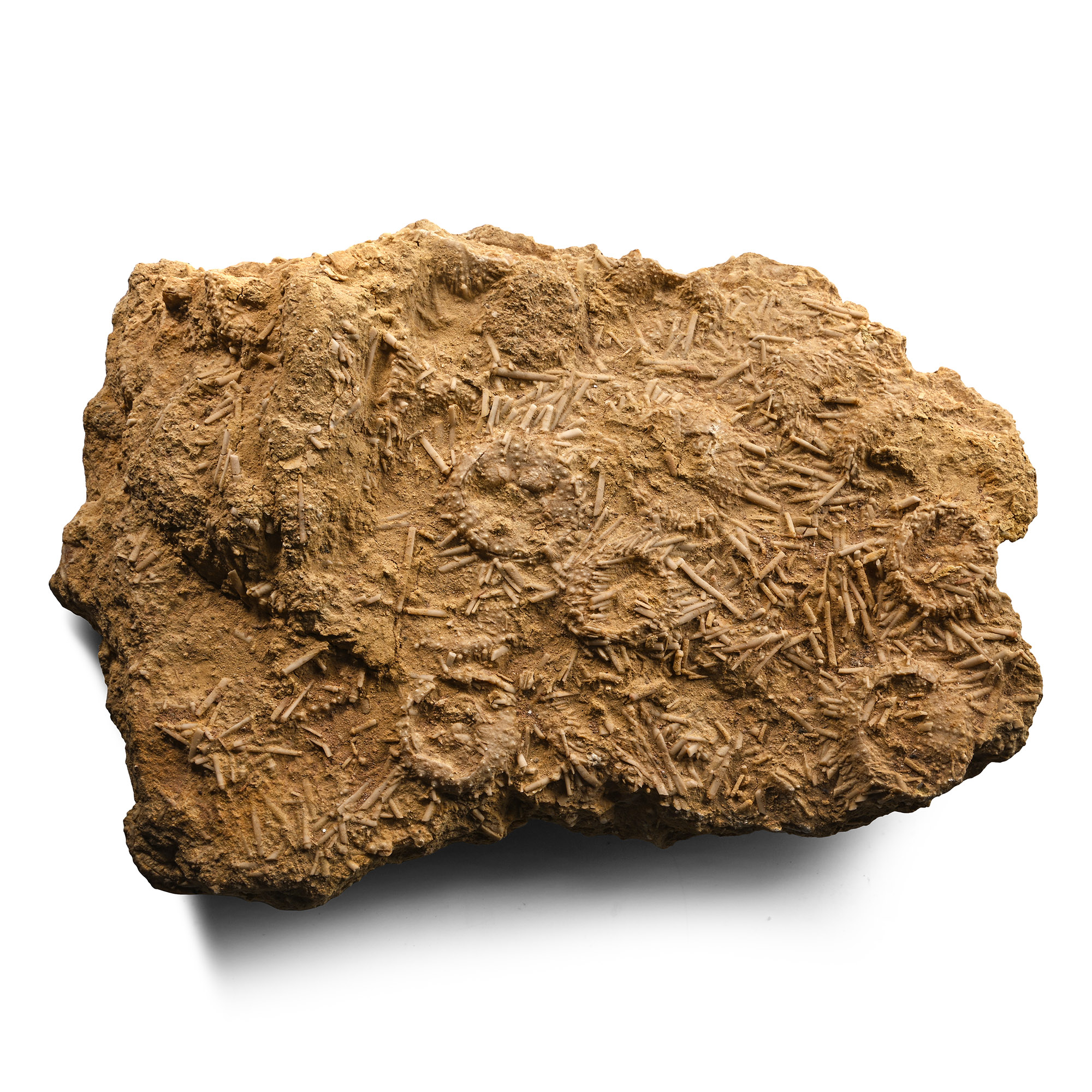 Fossil Cidaris Sea Urchins with Spines