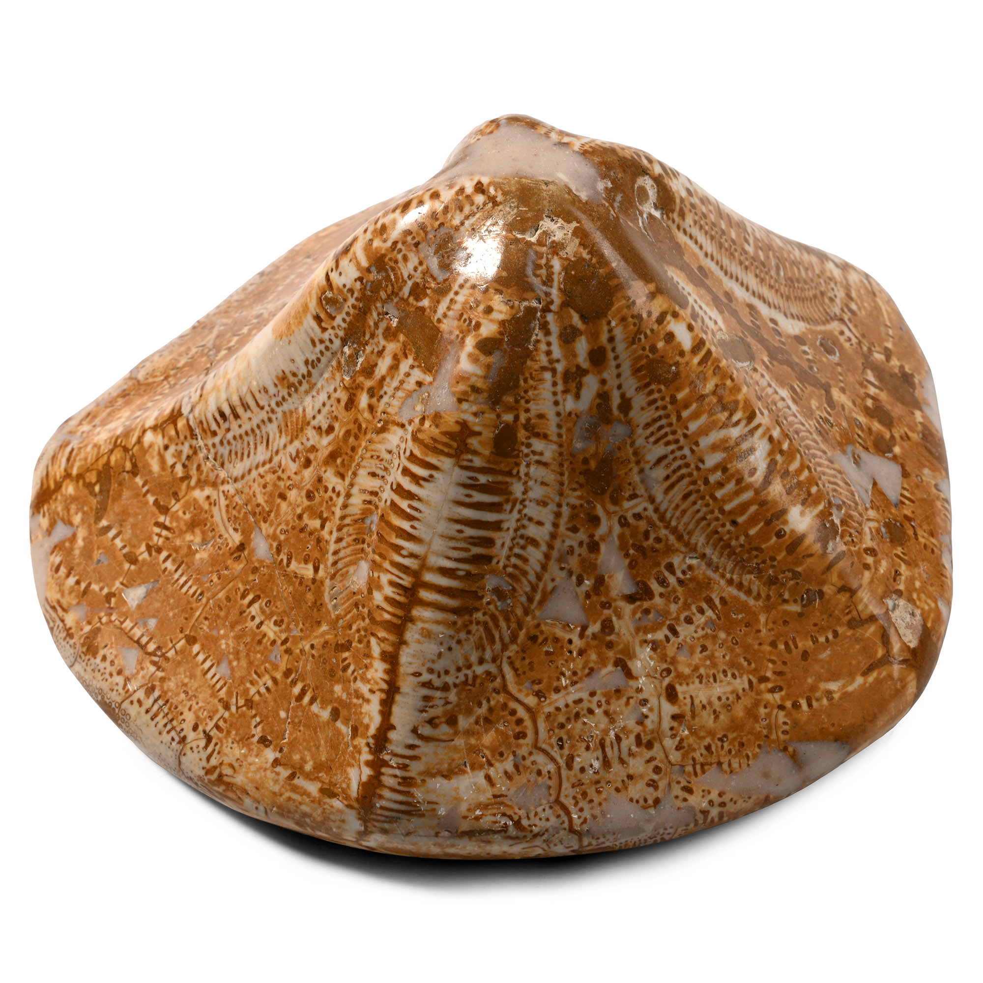 Very Large Fossil Clypeaster Sea Urchin Specimen