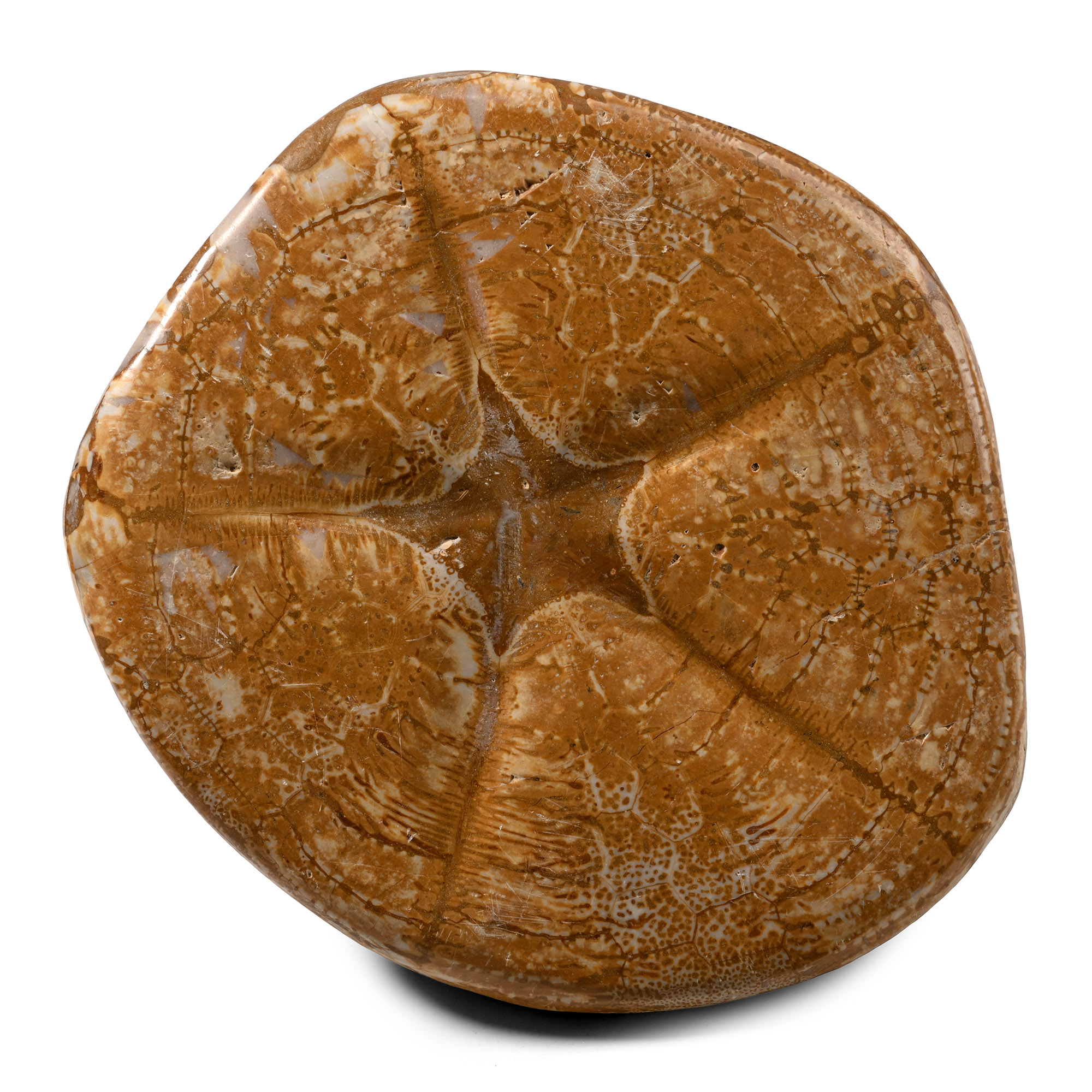 Very Large Fossil Clypeaster Sea Urchin Specimen