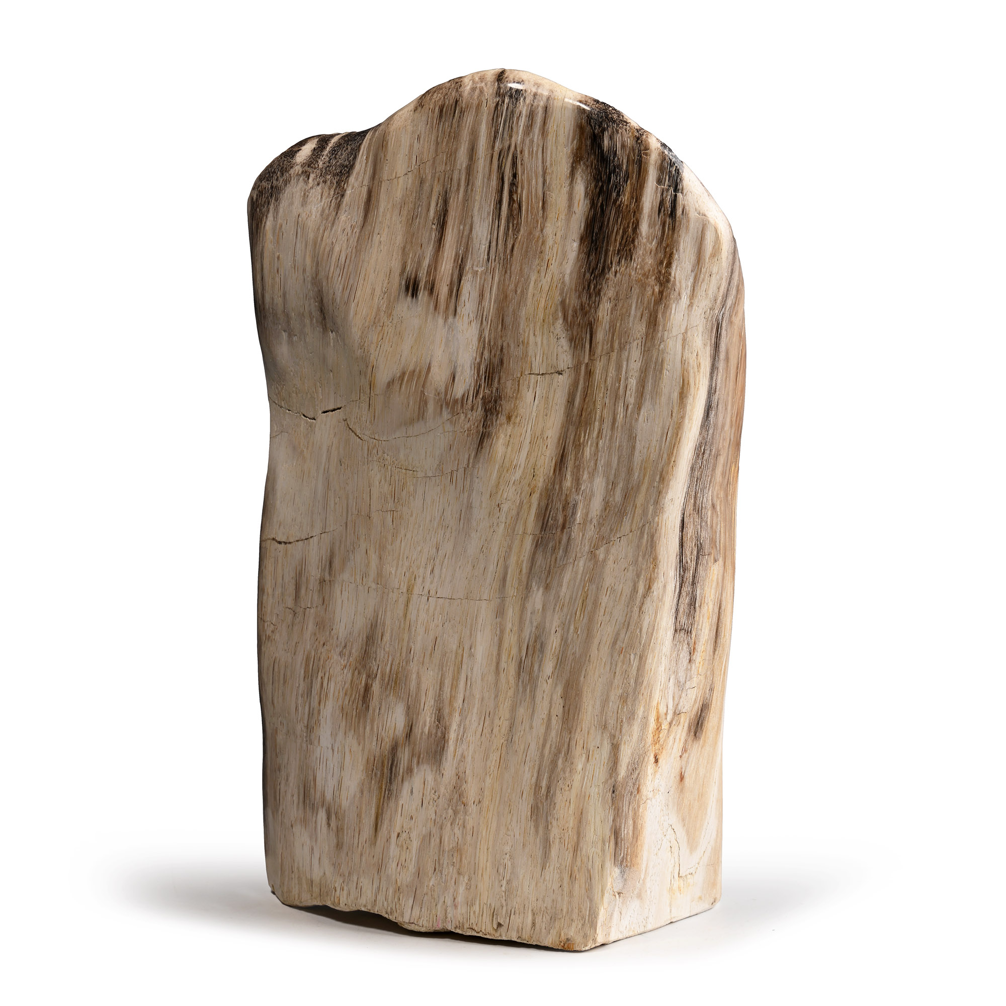 Javanese Fossil Wood Specimen