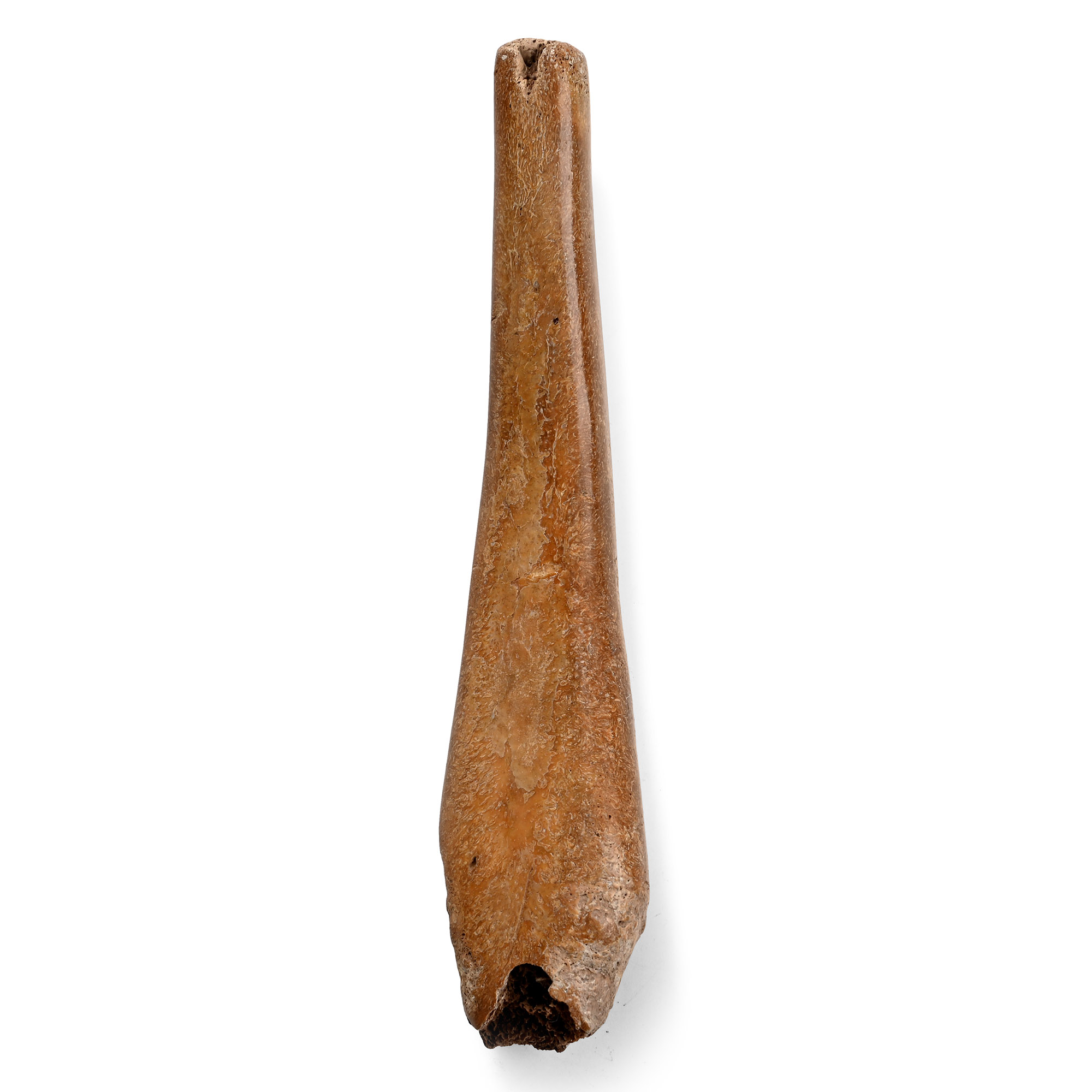 Alaskan Seal Fossil Penis Bone