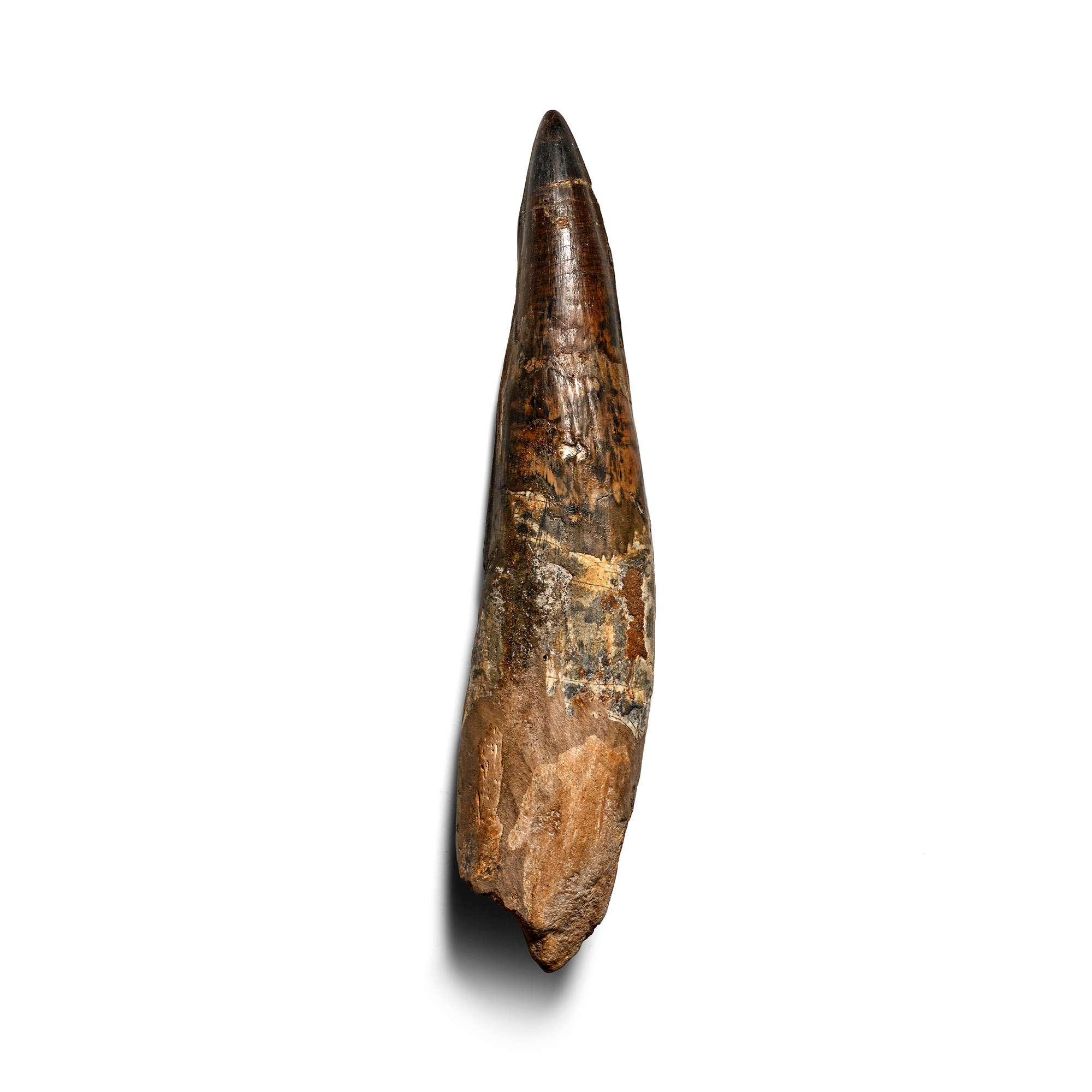 Exceptionally Large Spinosaurus Dinosaur Fossil Tooth