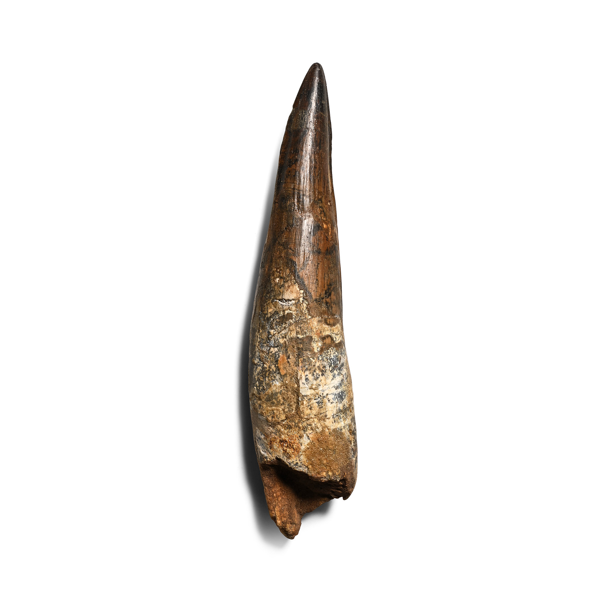 Exceptionally Large Spinosaurus Dinosaur Fossil Tooth