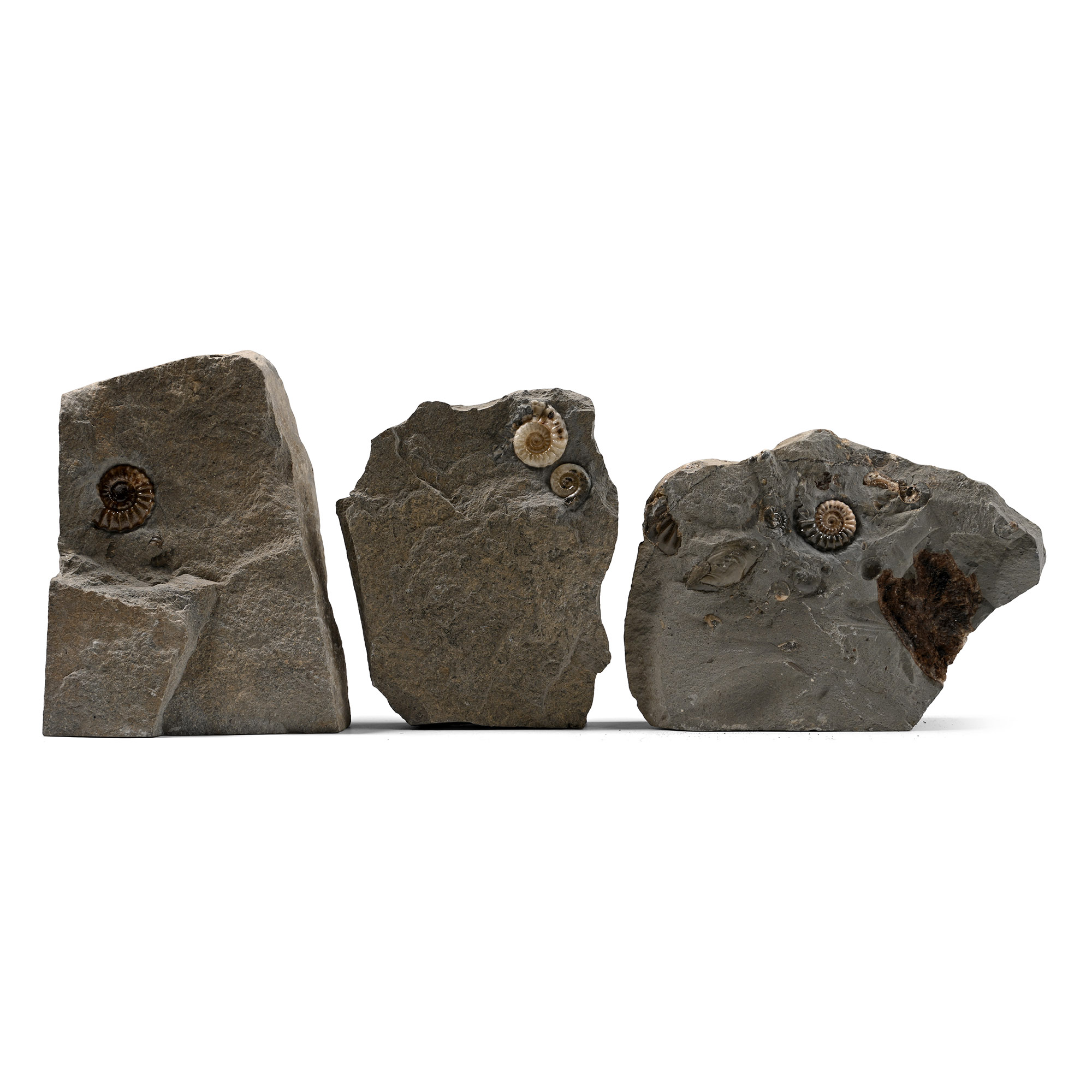 Planicosta Fossil Ammonite Group