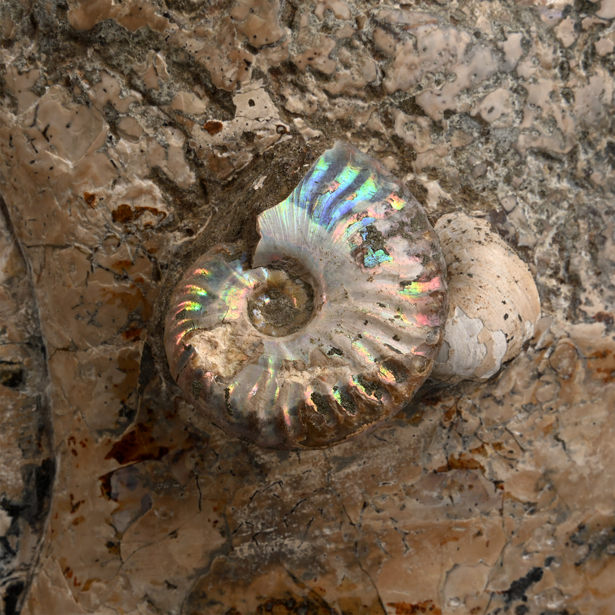 Massive Cleoniceras Fossil Ammonite on Stand