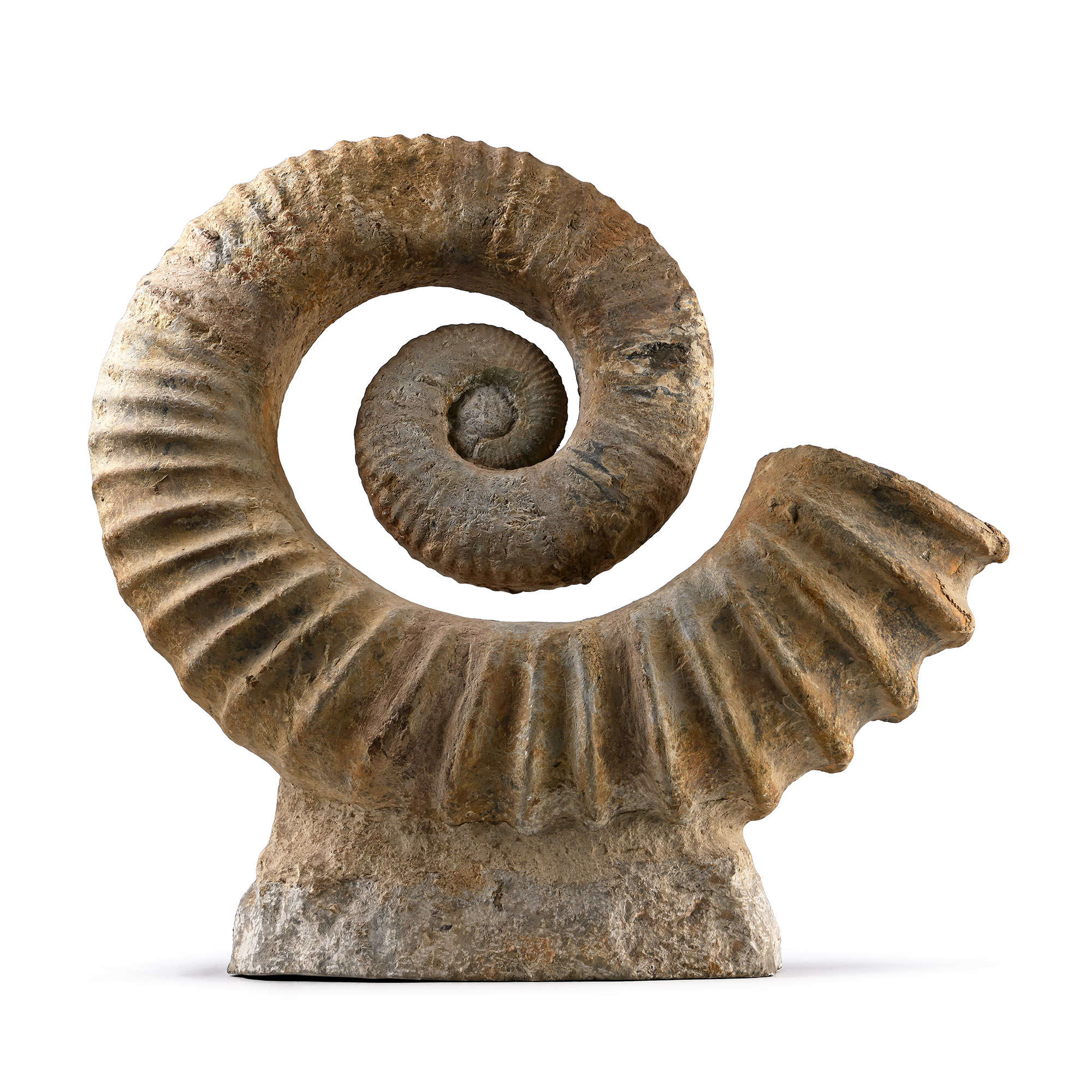 Large Heteromorph Fossil Ammonite