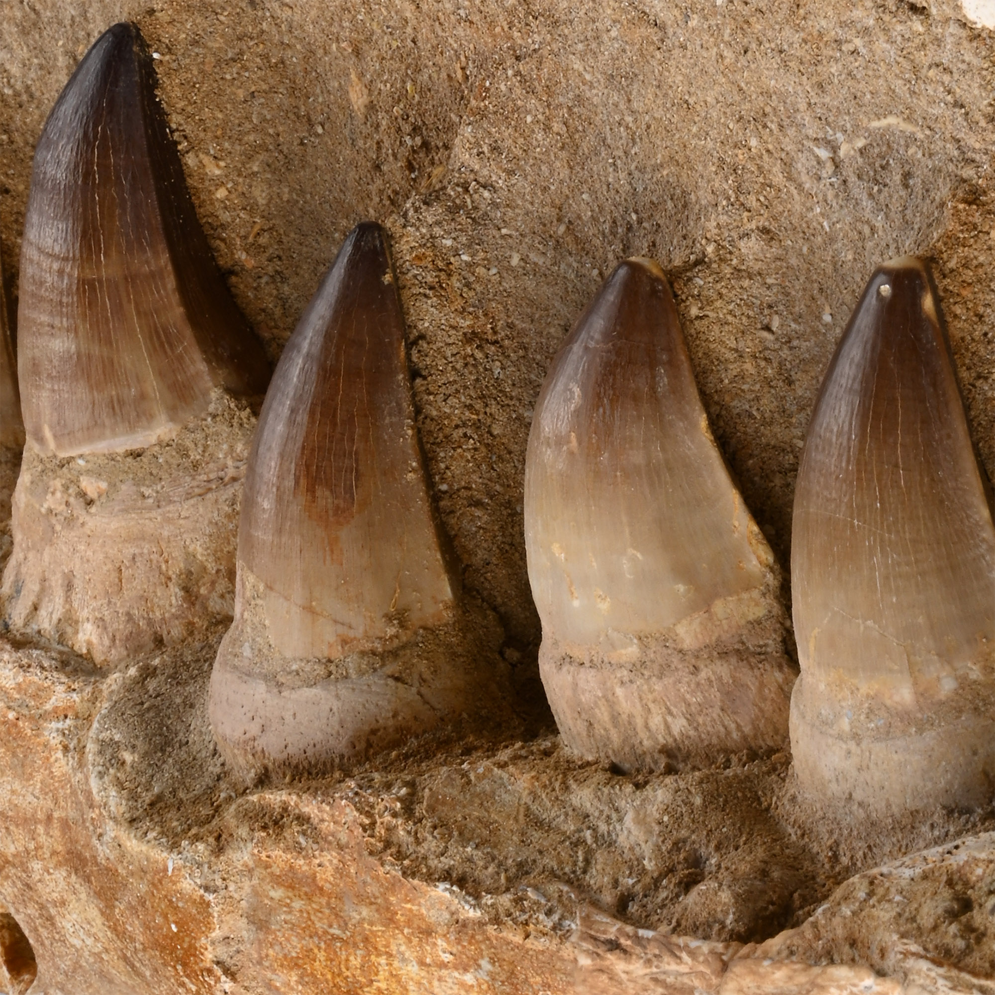 Very Large Mosasaur 'Marine Dinosaur' Fossil Lower Jaw