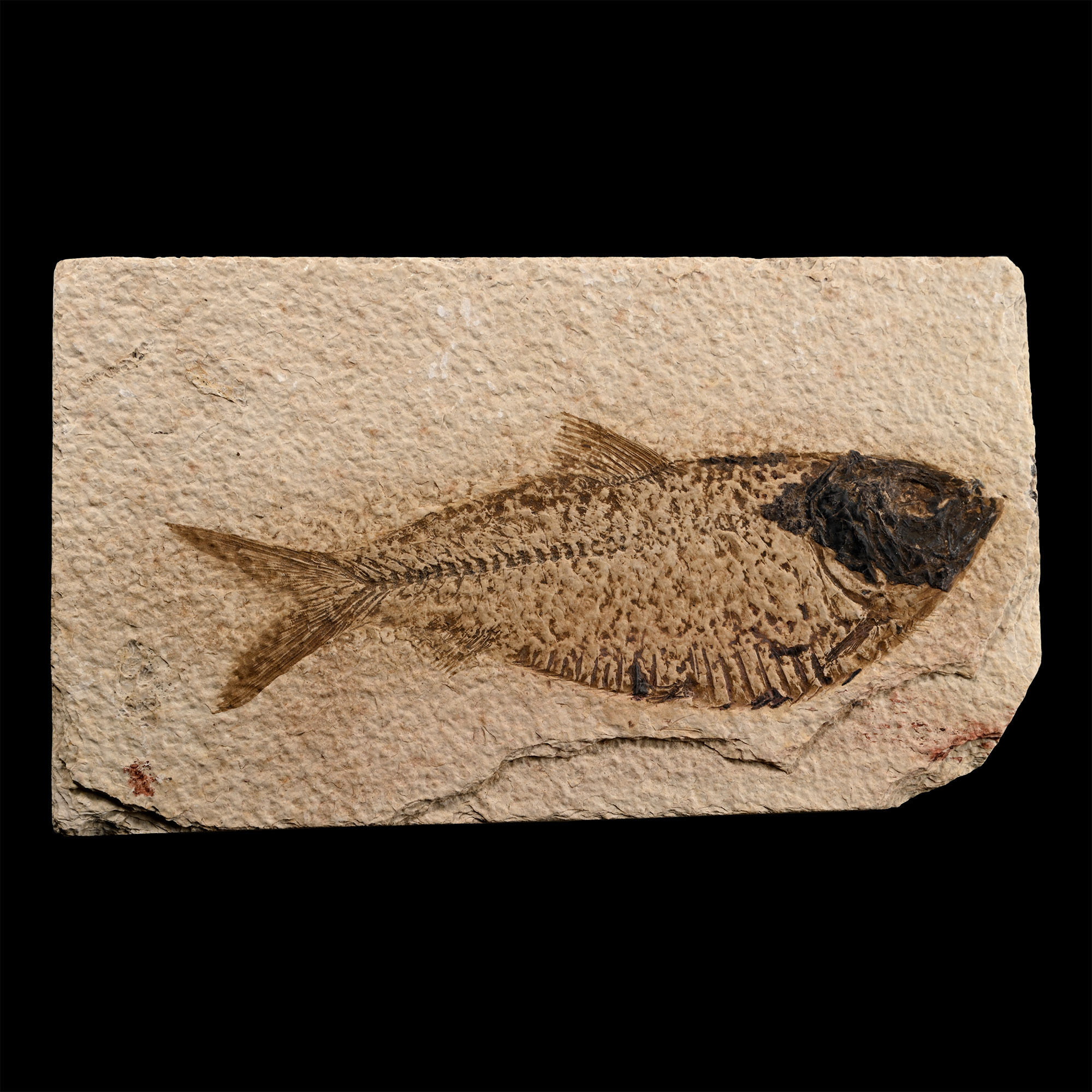 North American Diplomystus Fossil Fish