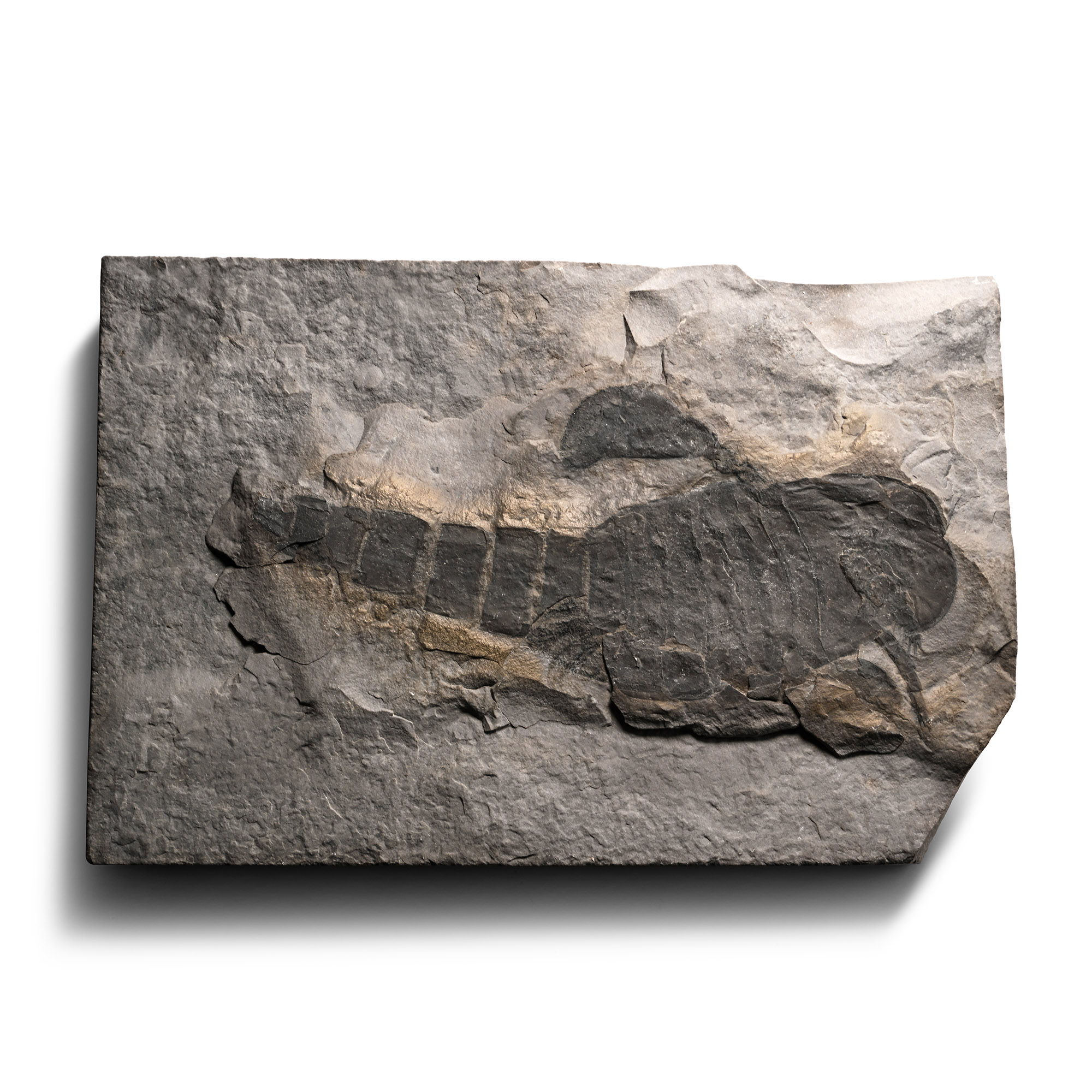 Eurypterid Fossil Sea Scorpion