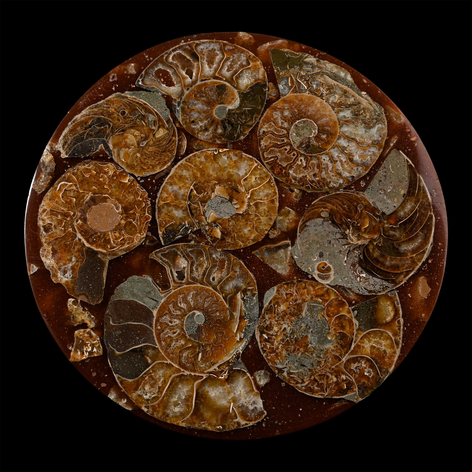Polished Fossil Ammonite Coaster