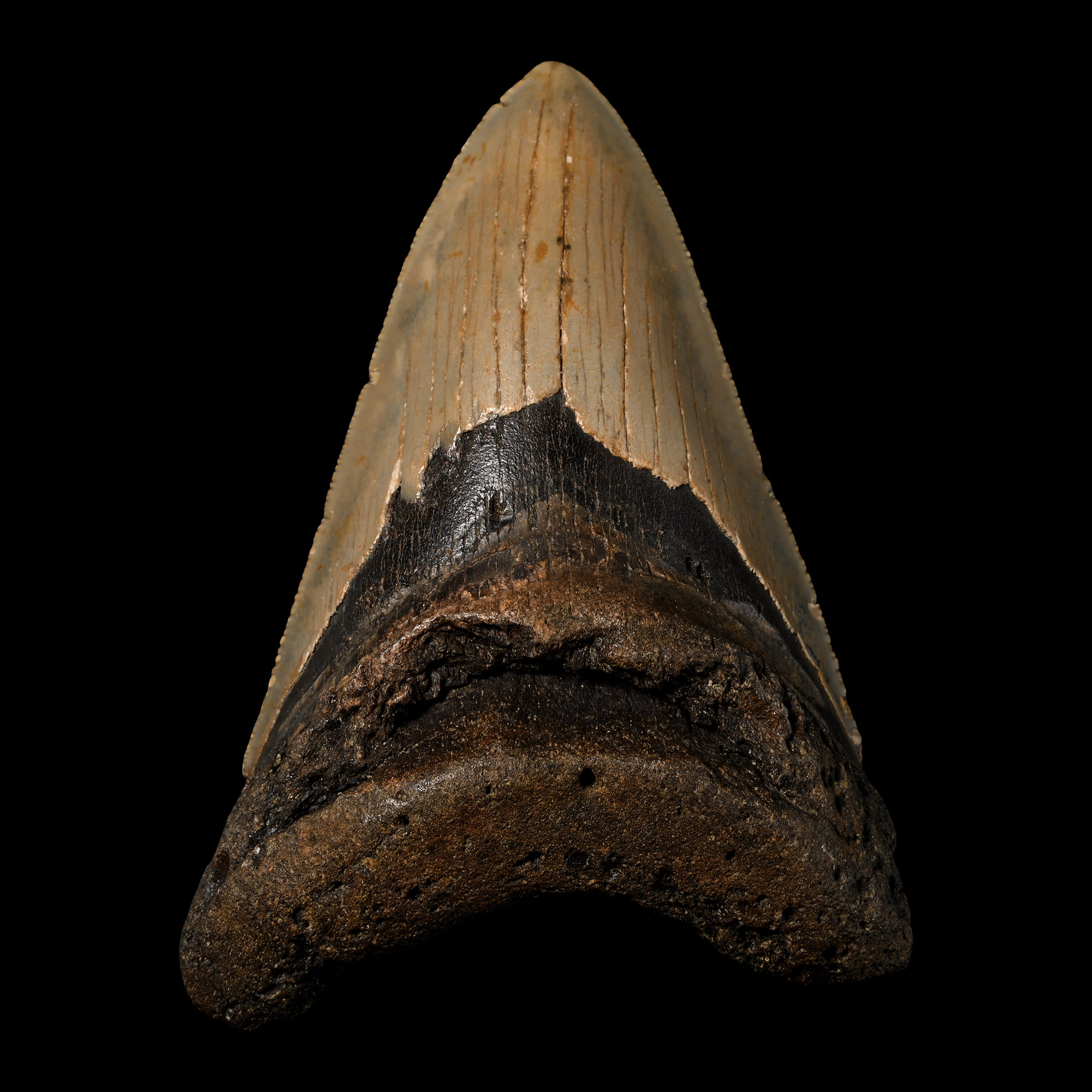 Megalodon Extinct Giant Shark Fossil Tooth